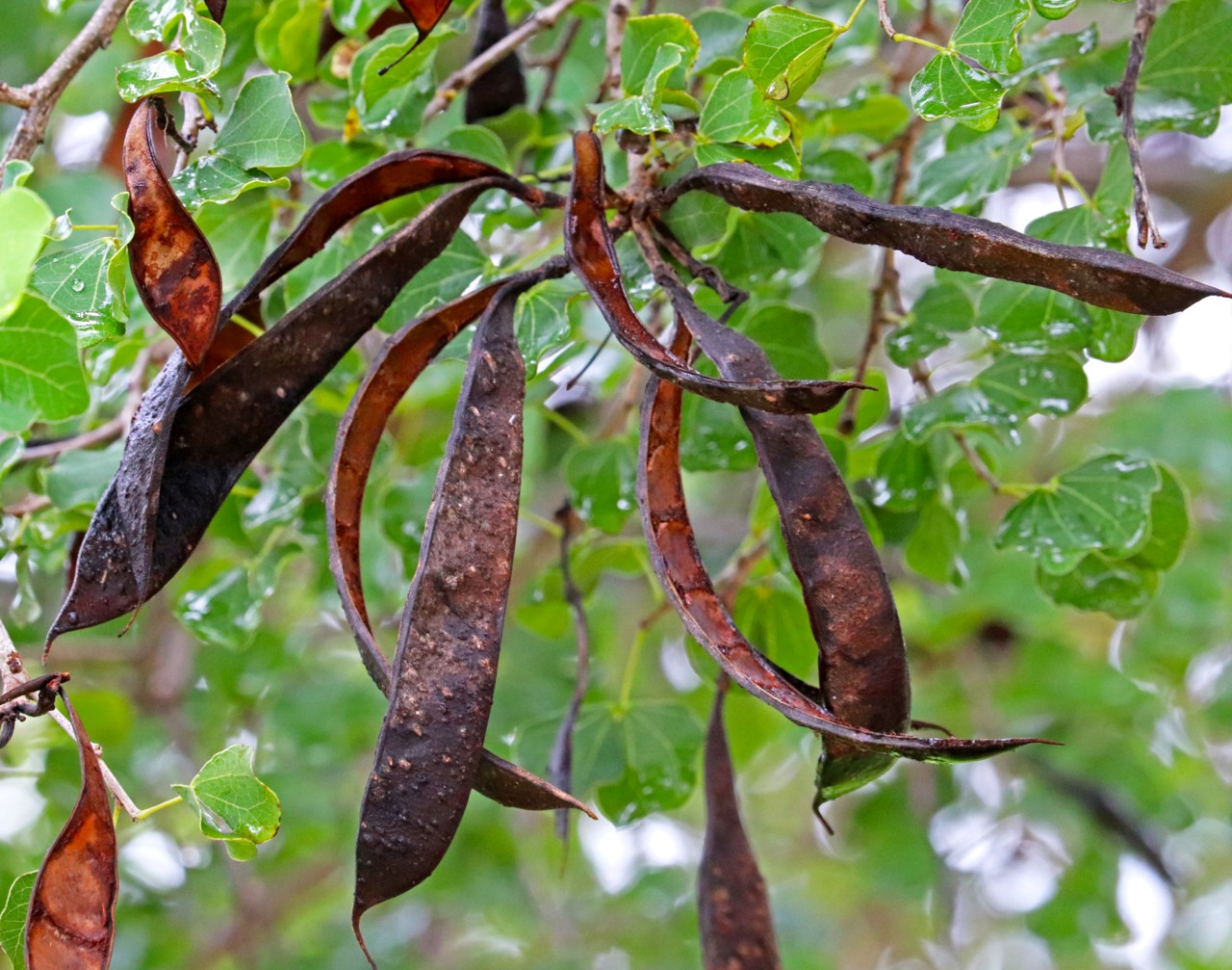 Anacacho Orchid Tree (Bauhinia lunarioides) - PlantNative.org Anacacho orchid tree (Bauhinia lunarioides) branch with rounded two-lobed leaves and hanging seed pods