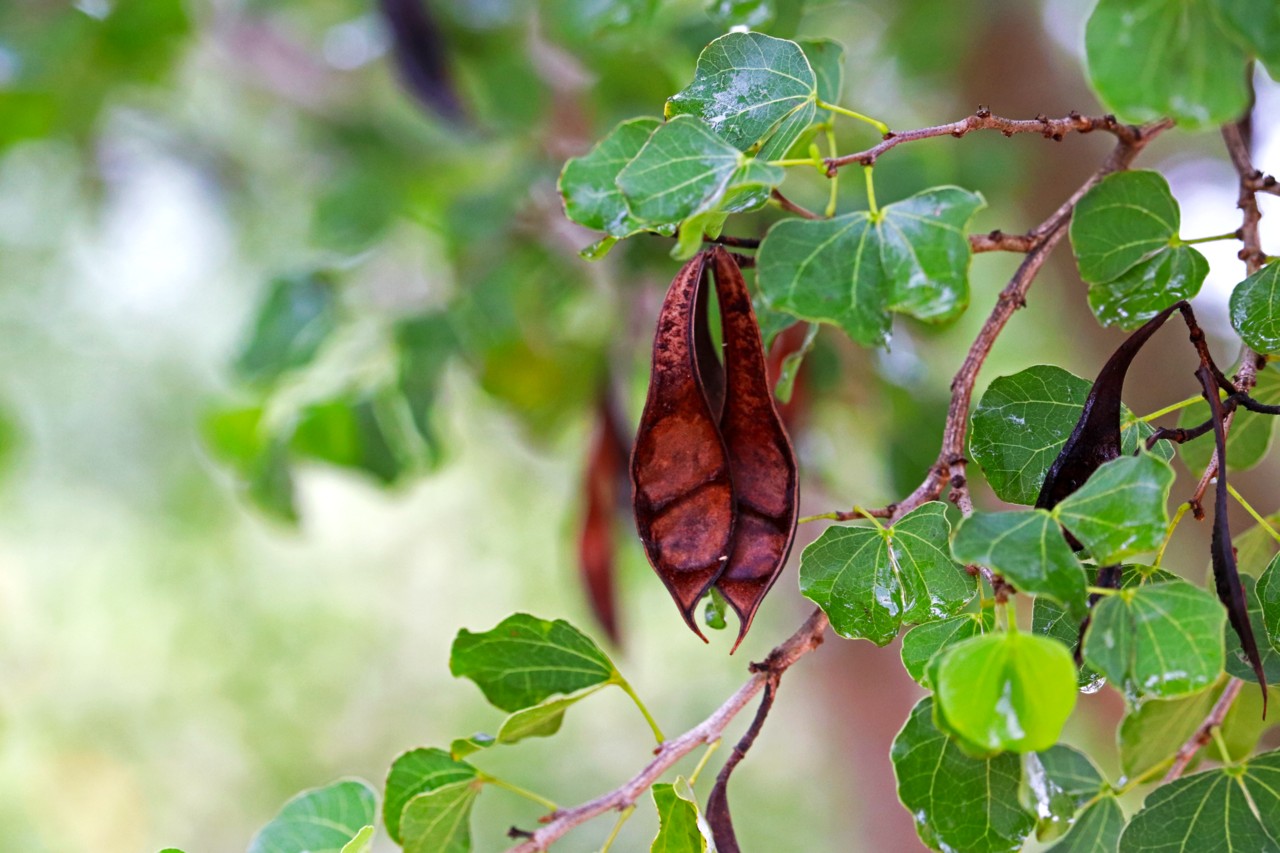 Anacacho Orchid Tree (Bauhinia lunarioides) - PlantNative.org Hanging reddish-brown seed pods of Anacacho orchid tree (Bauhinia lunarioides) among rounded leaves