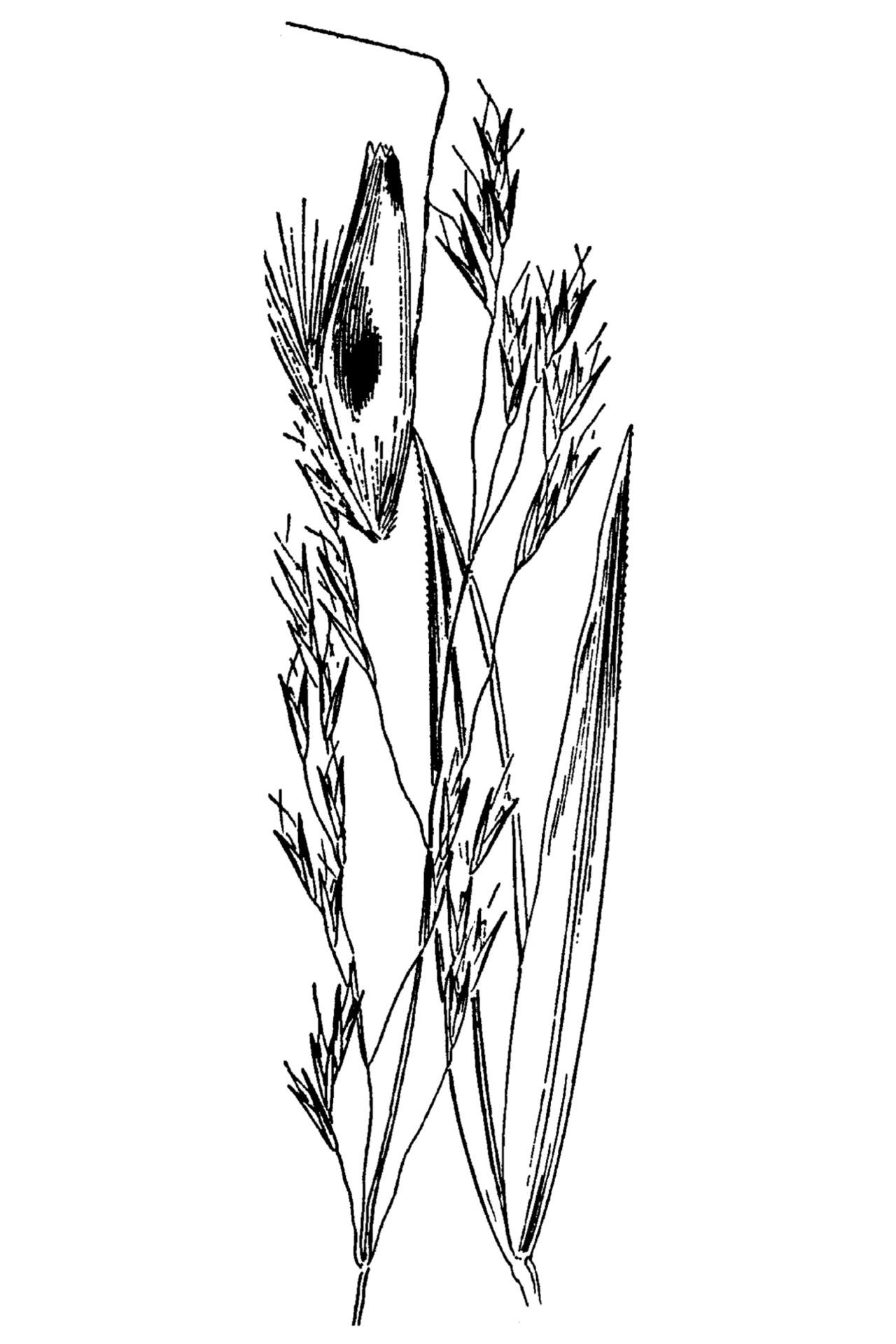 Annual Hairgrass (Deschampsia danthonioides) - PlantNative.org Botanical line illustration of annual hairgrass (Deschampsia danthonioides) showing the full plant habit, spikelet detail, and leaf blade