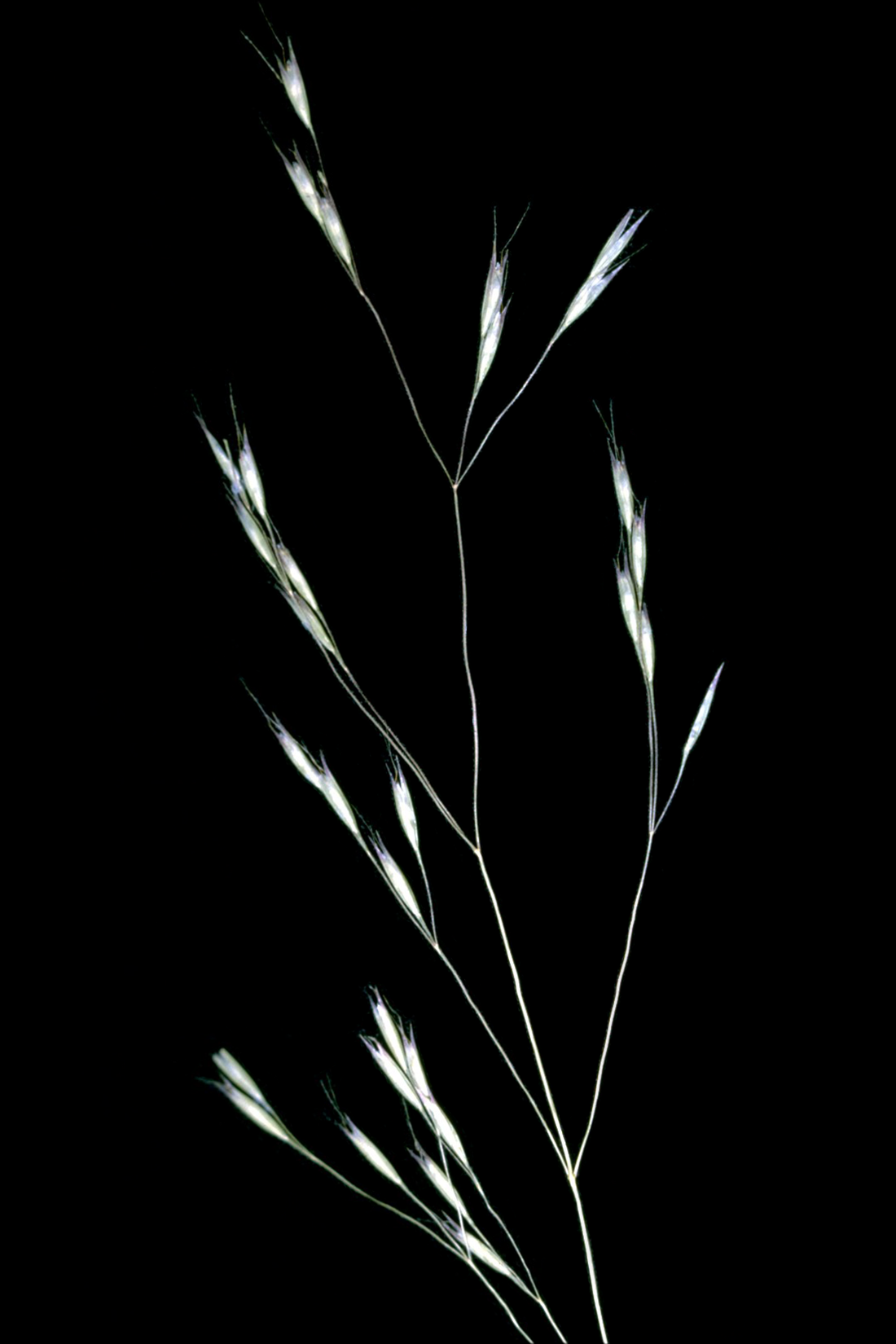 Annual Hairgrass (Deschampsia danthonioides) - PlantNative.org Annual hairgrass (Deschampsia danthonioides) inflorescence showing delicate open panicle with small V-shaped spikelets