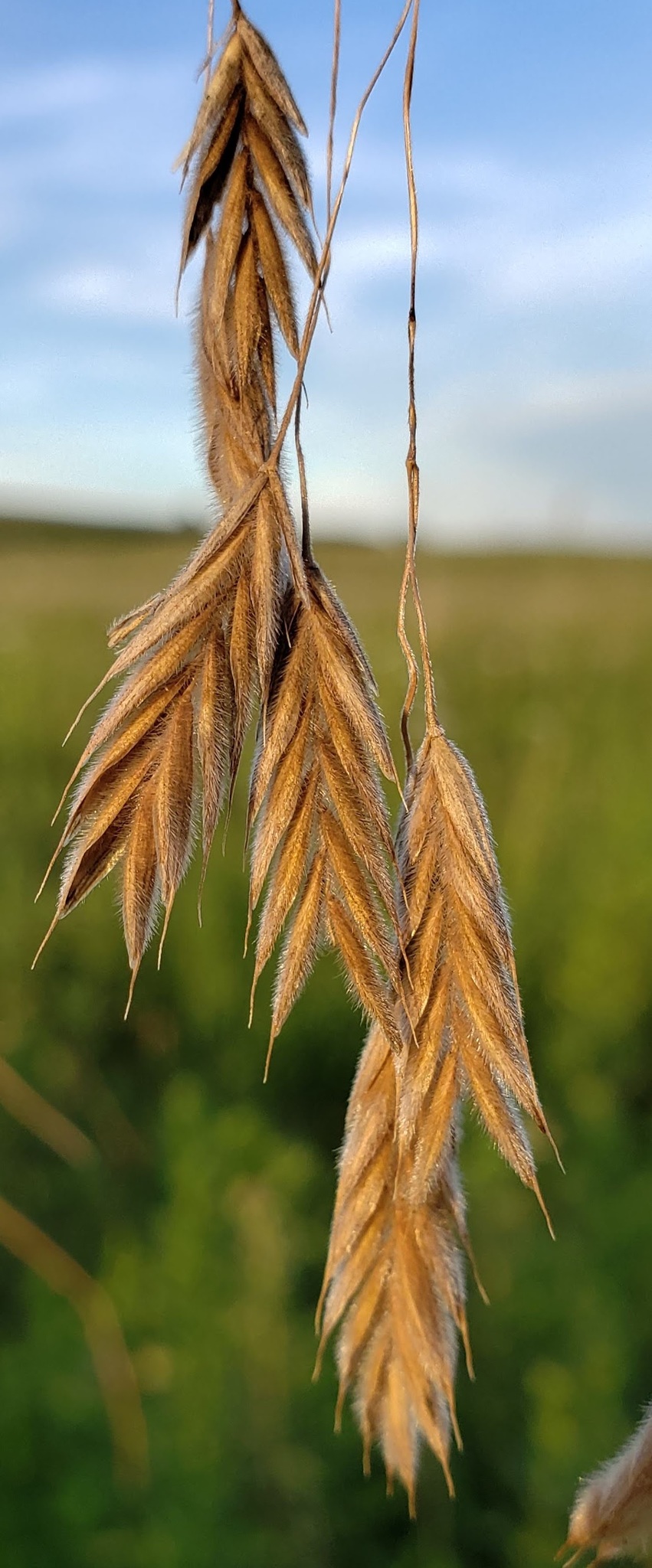 Arctic Brome (Bromus kalmii) - PlantNative.org Arctic Brome (Bromus kalmii) panicle with pale, straw-colored hairy spikelets against a dark green background