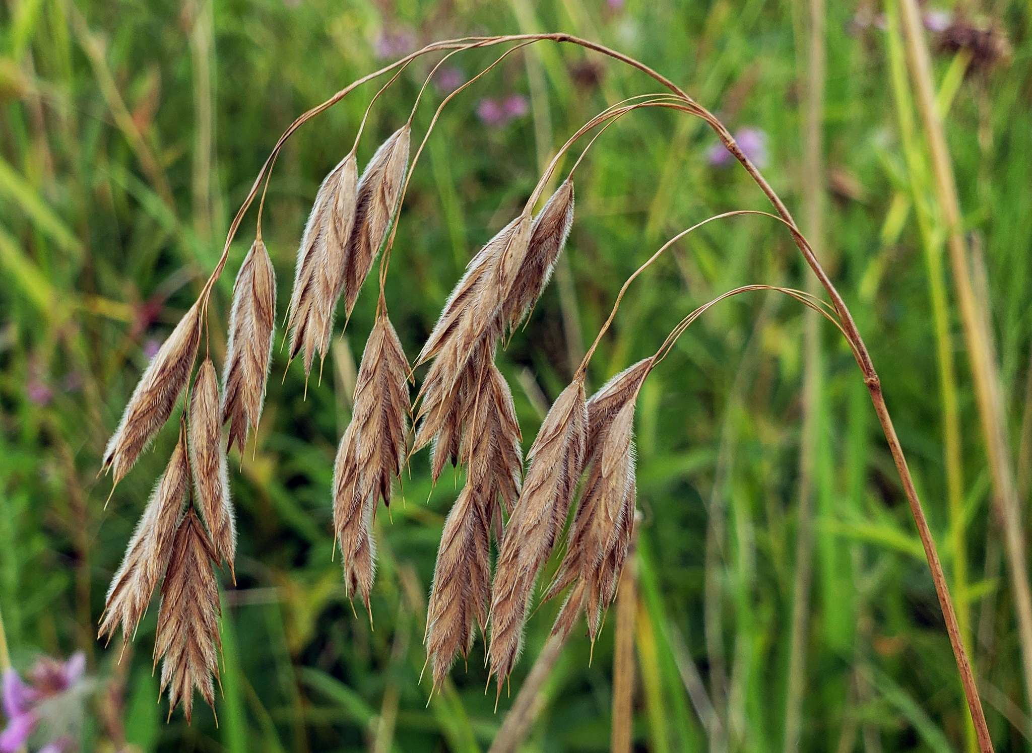 Arctic Brome (Bromus kalmii) - PlantNative.org Arctic Brome (Bromus kalmii) arching seed heads with silky-hairy drooping spikelets over a prairie meadow