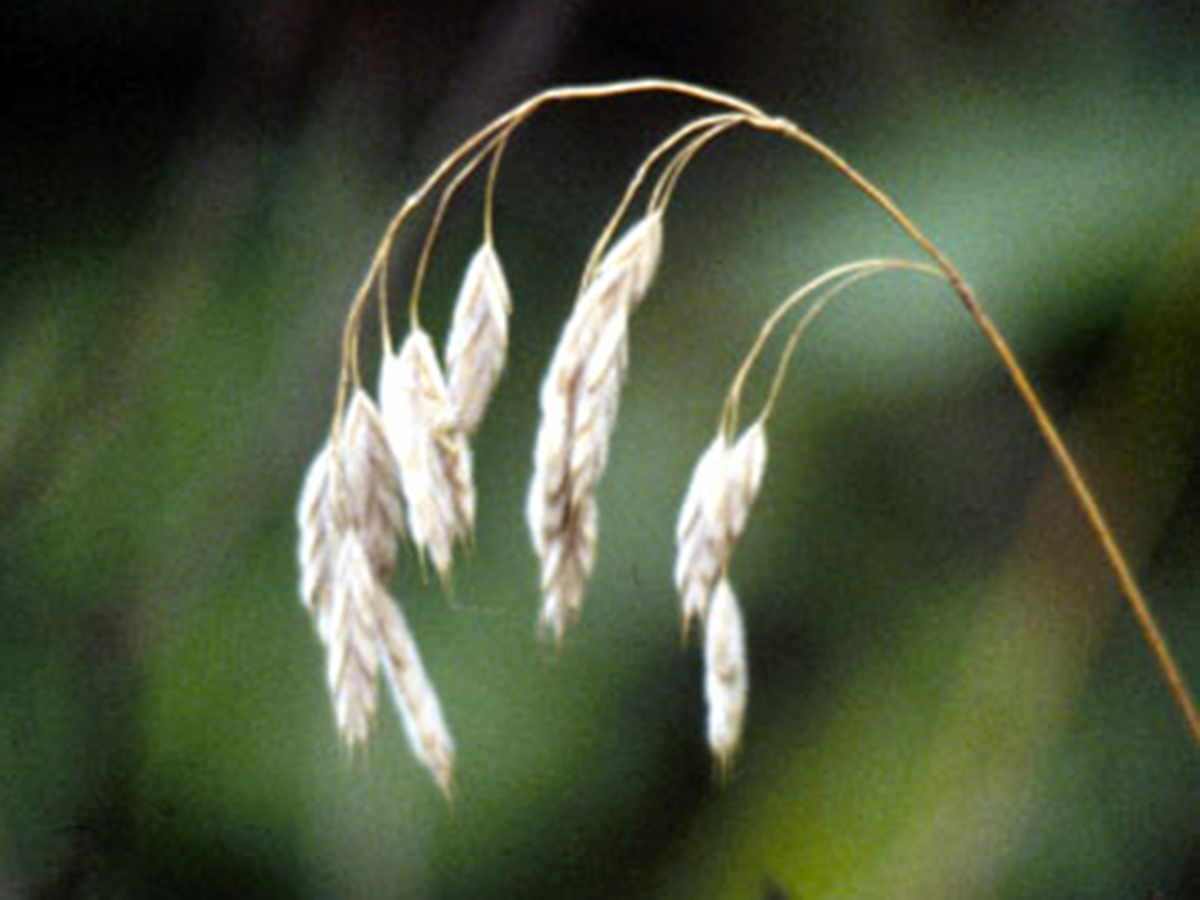 Arctic Brome (Bromus kalmii) - PlantNative.org Close-up of Arctic Brome (Bromus kalmii) silky-hairy spikelets hanging from a slender panicle branch