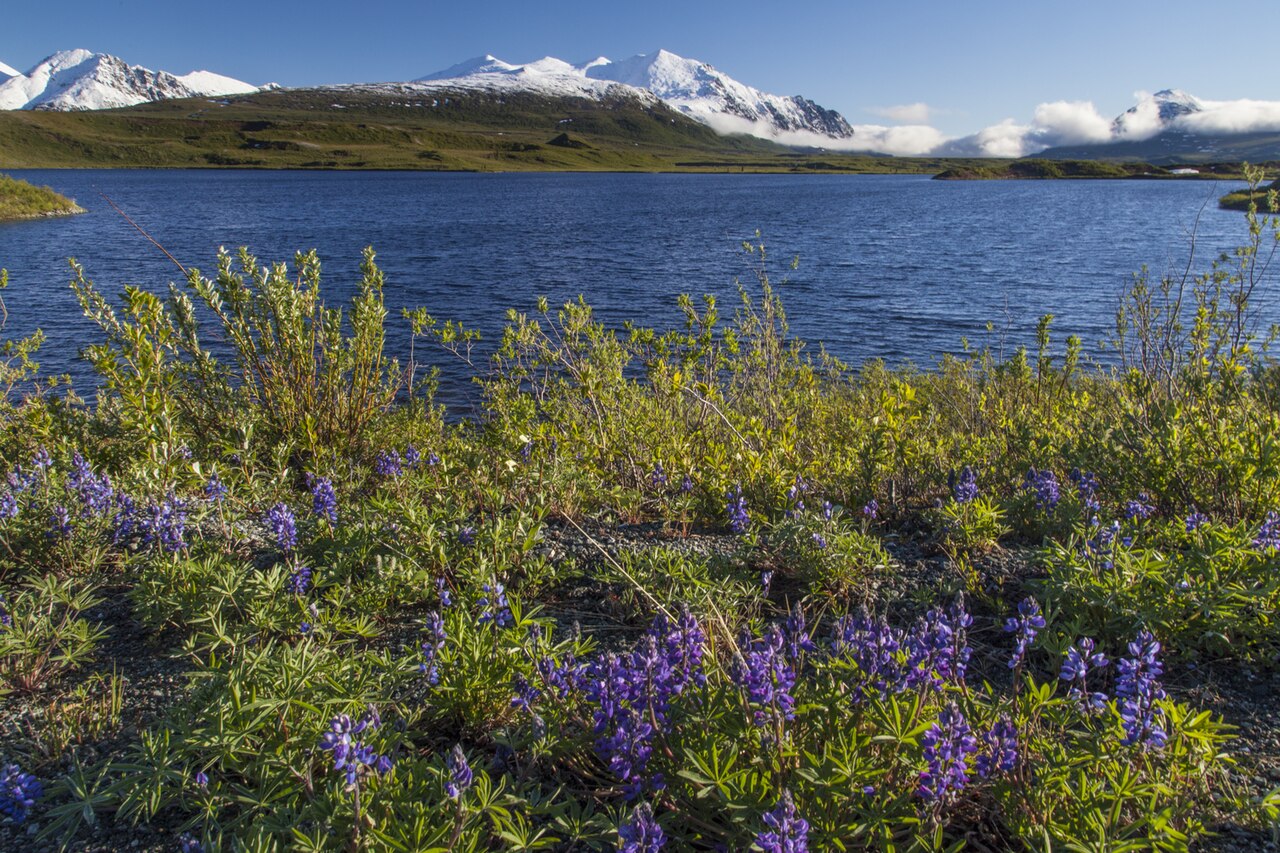 Arctic Lupine (Lupinus arcticus) - PlantNative.org Arctic Lupine blooming in a lakeside tundra landscape in Alaska with snow-capped mountains in the distance