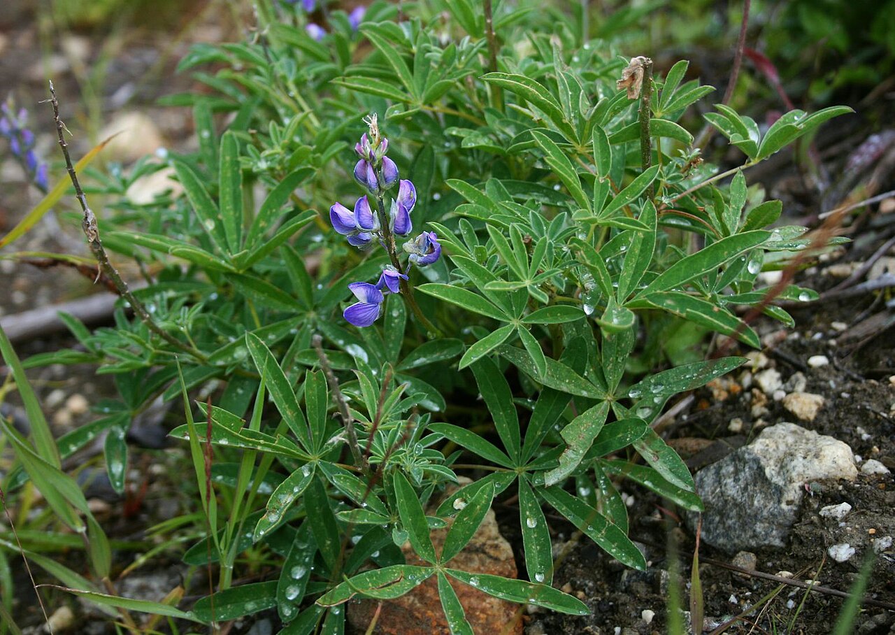 Arctic Lupine (Lupinus arcticus) - PlantNative.org Close-up of Arctic Lupine (Lupinus arcticus) showing palmately compound leaves and a raceme of blue-purple pea-shaped flowers