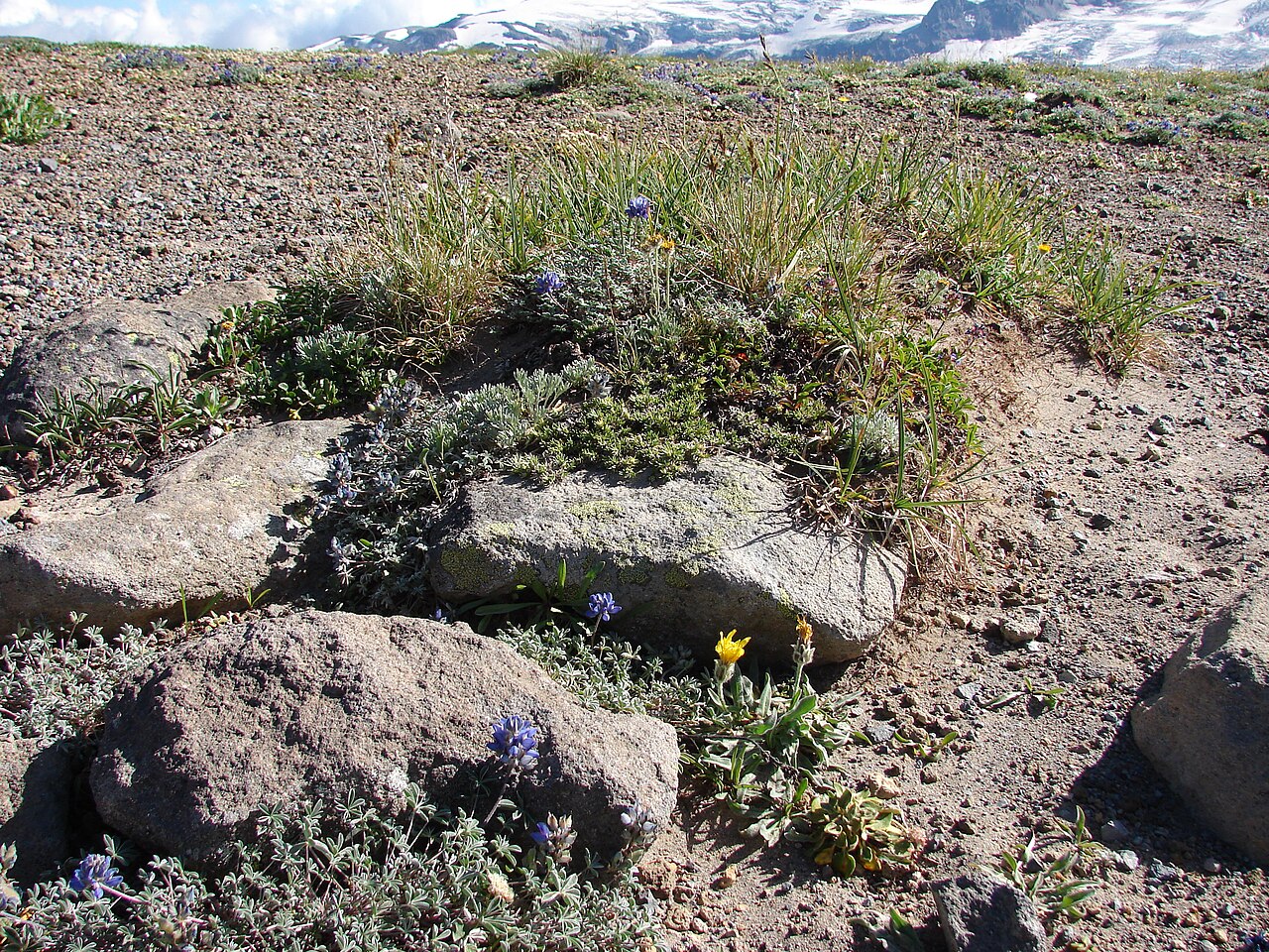 Arctic Lupine (Lupinus arcticus) - PlantNative.org Arctic Lupine (Lupinus arcticus) growing among rocks in an alpine tundra meadow with snowfields behind