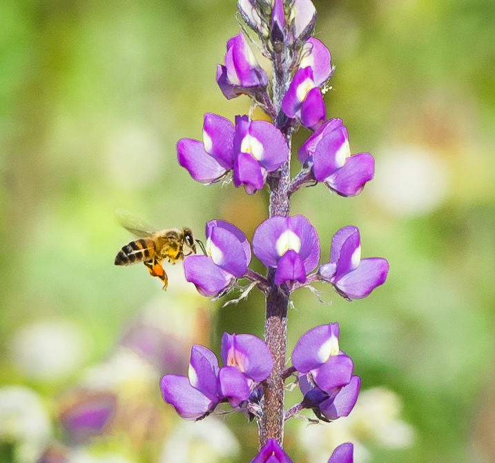 Arizona Lupine (Lupinus arizonicus) - PlantNative.org Close-up of Arizona Lupine (Lupinus arizonicus) flower spike with a honeybee visiting the purple pea-shaped blossoms