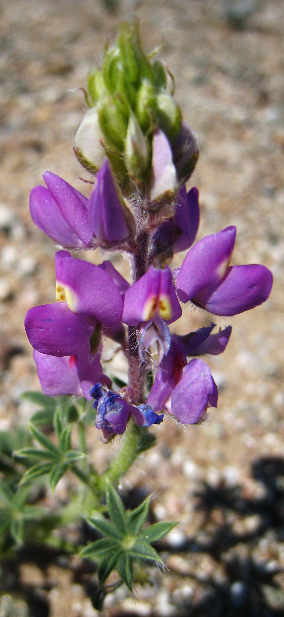 Arizona Lupine (Lupinus arizonicus) - PlantNative.org Close-up of an Arizona Lupine flower spike with unopened buds photographed on sandy desert soil