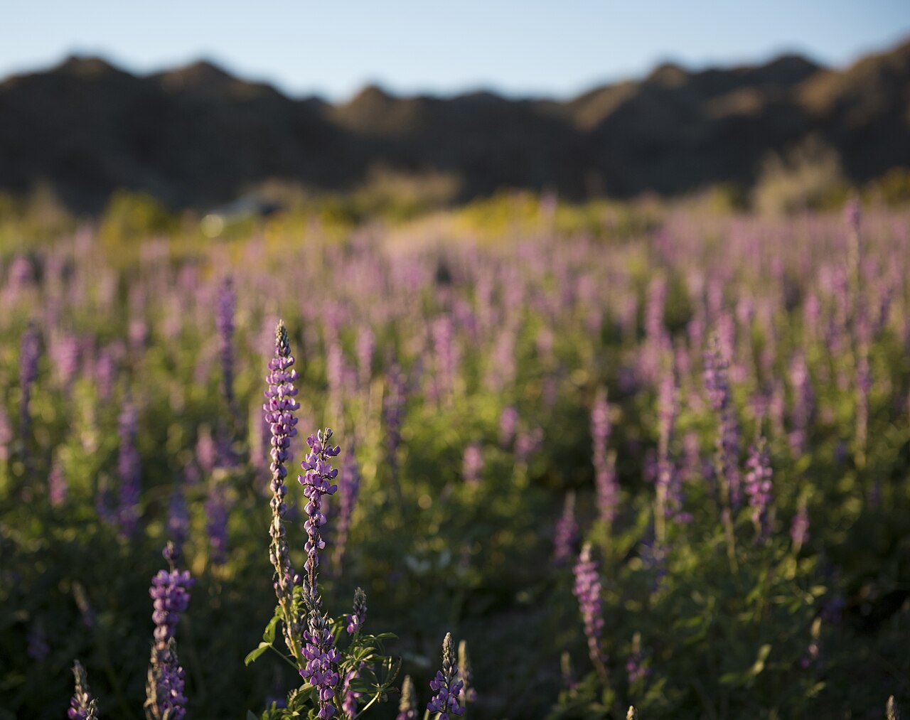 Arizona Lupine (Lupinus arizonicus) - PlantNative.org Field of Arizona Lupine (Lupinus arizonicus) blooming in a desert wash with mountains behind