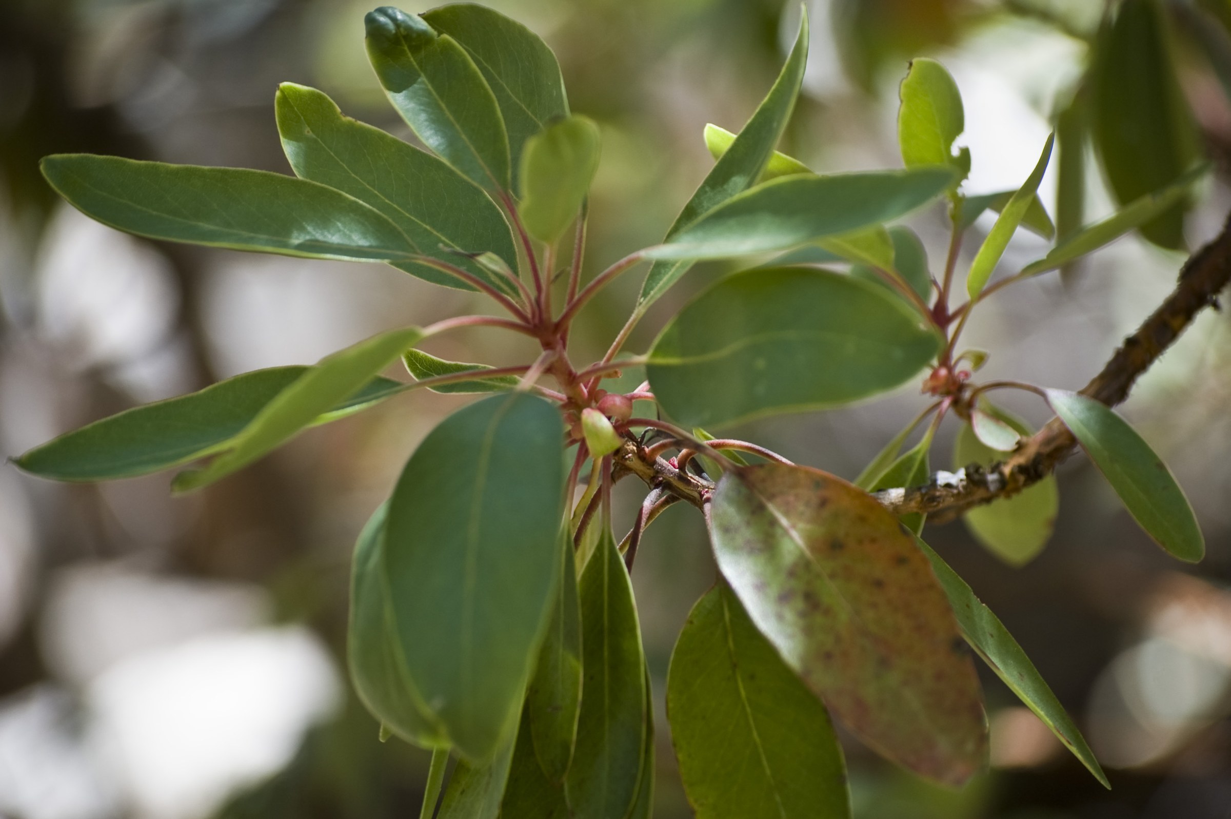 Arizona Madrone (Arbutus arizonica) - PlantNative.org Arizona madrone (Arbutus arizonica) branch with glossy evergreen leaves and reddish young stems in Madera Canyon, Arizona