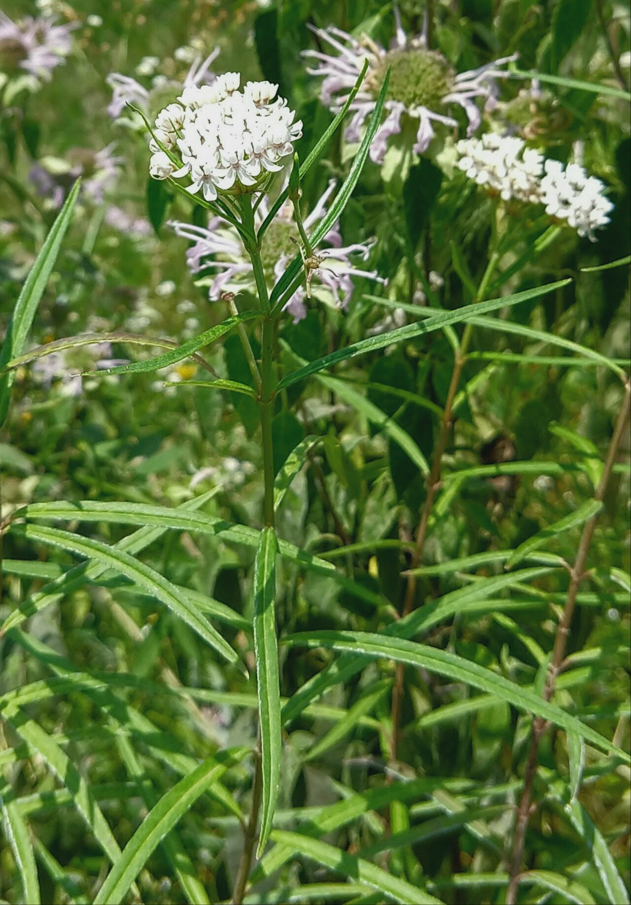 Arizona Milkweed (Asclepias angustifolia)