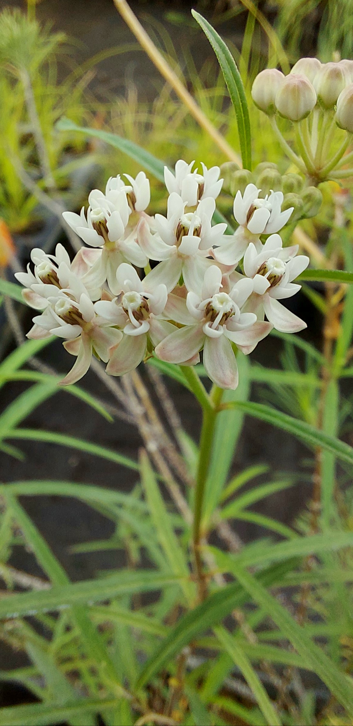 Arizona Milkweed (Asclepias angustifolia) - PlantNative.org Close-up of Arizona milkweed (Asclepias angustifolia) flowers showing reflexed white petals and small central crown