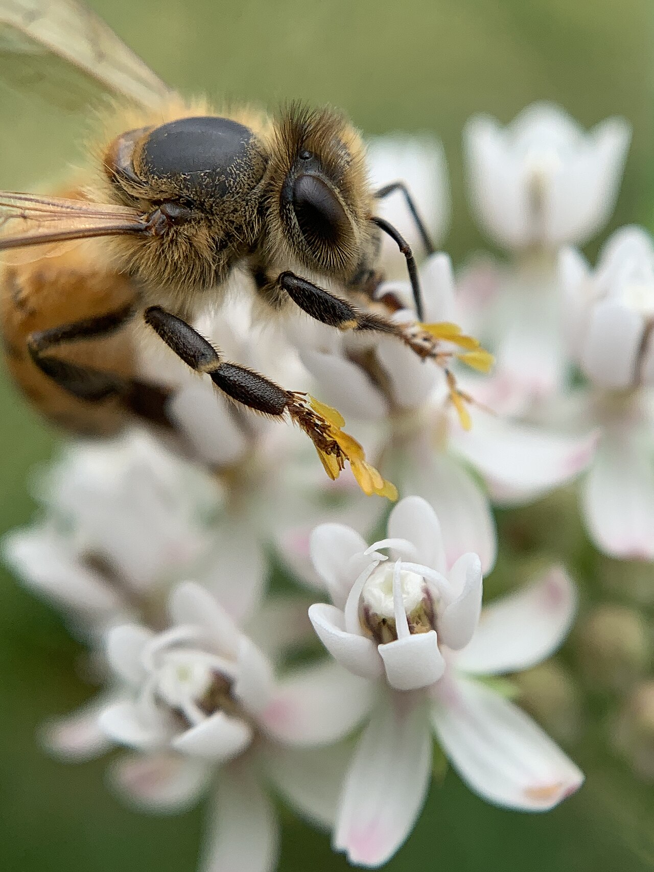 Arizona Milkweed (Asclepias angustifolia) - PlantNative.org Honey bee collecting pollen from Arizona milkweed (Asclepias angustifolia) flowers