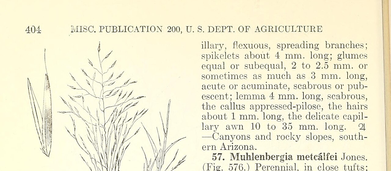 Botanical illustration of Arizona muhly (Muhlenbergia arizonica) showing the tufted plant habit and a single spikelet