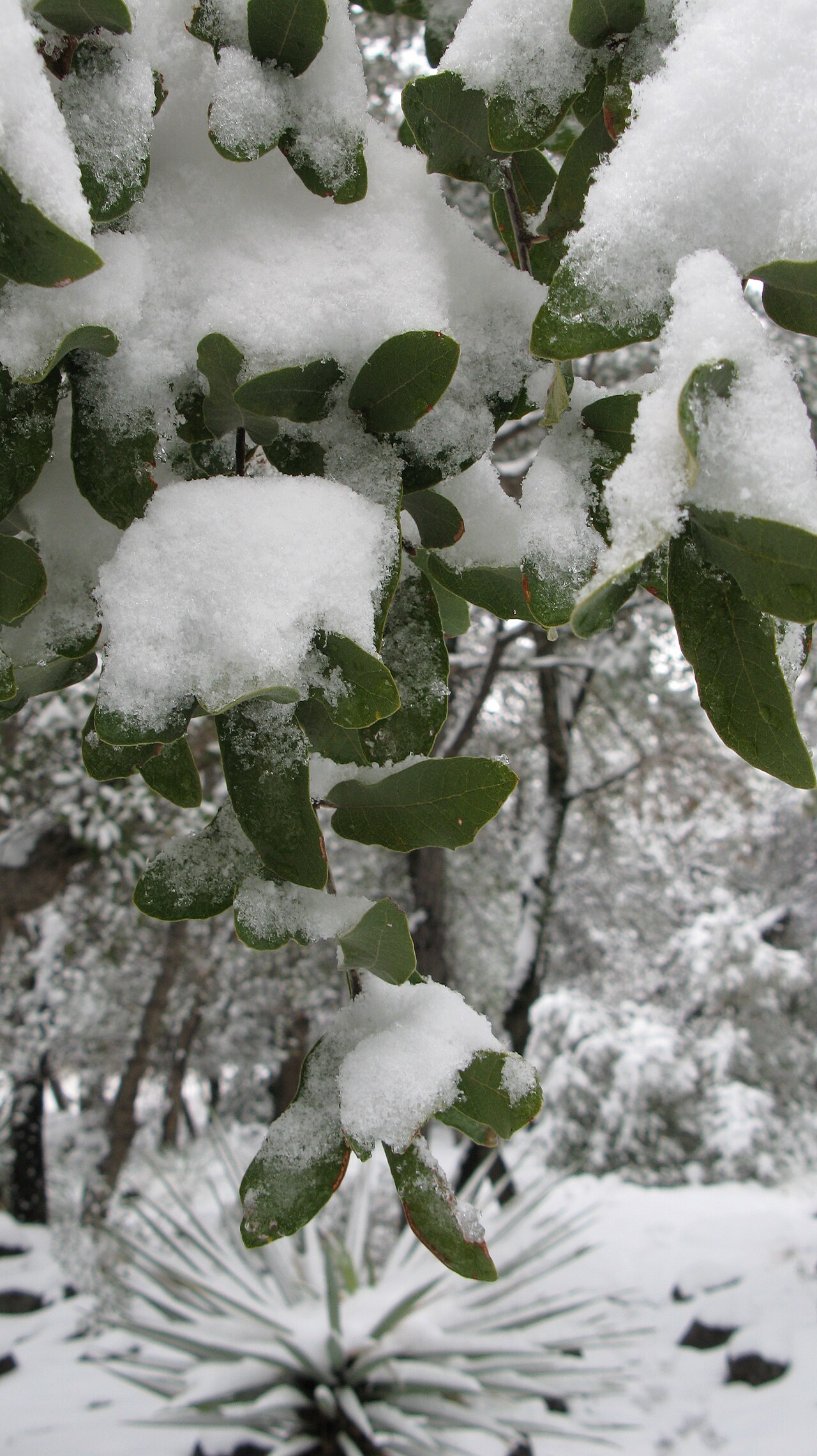 Arizona Oak (Quercus arizonica) - PlantNative.org Close-up of evergreen Arizona Oak (Quercus arizonica) leaves dusted with snow