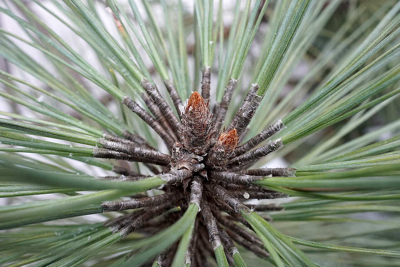 Close-up of Arizona pine (Pinus arizonica) long needle fascicles and dormant orange winter buds at the branch tip