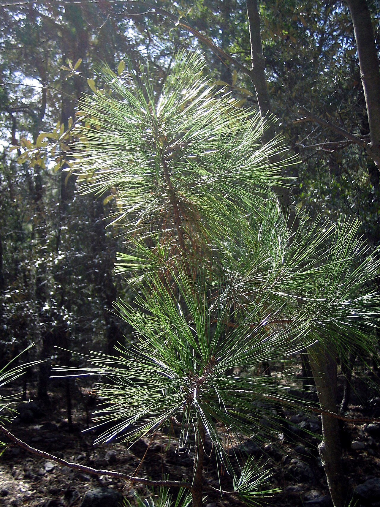 Young Arizona pine (Pinus arizonica) sapling growing beneath oak understory at Price Canyon, Arizona near the New Mexico border