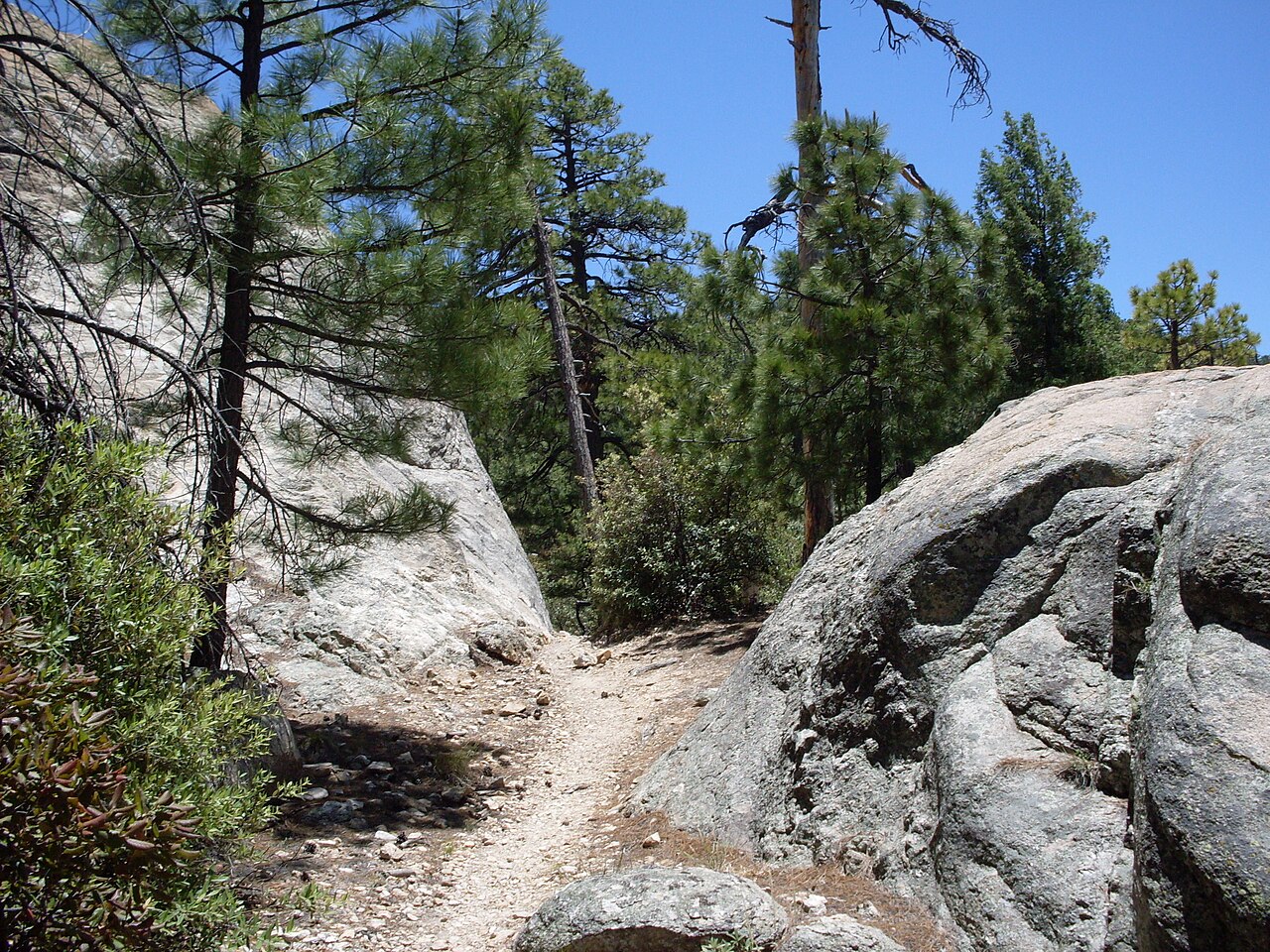 Mature Arizona pine (Pinus arizonica) trees growing among granite boulders on a mountain trail at Mount Lemmon, Arizona