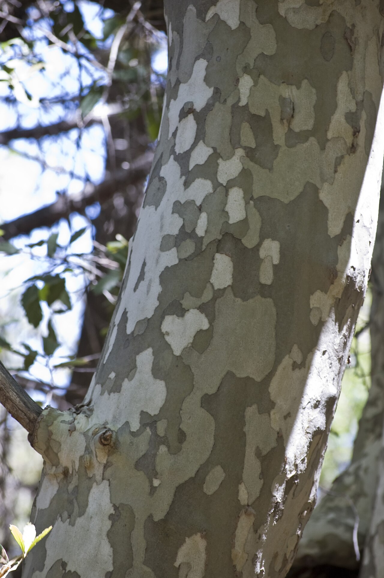 Arizona Sycamore (Platanus wrightii) - PlantNative.org Close view of Arizona sycamore bark showing pale gray and cream exfoliating patches on the trunk