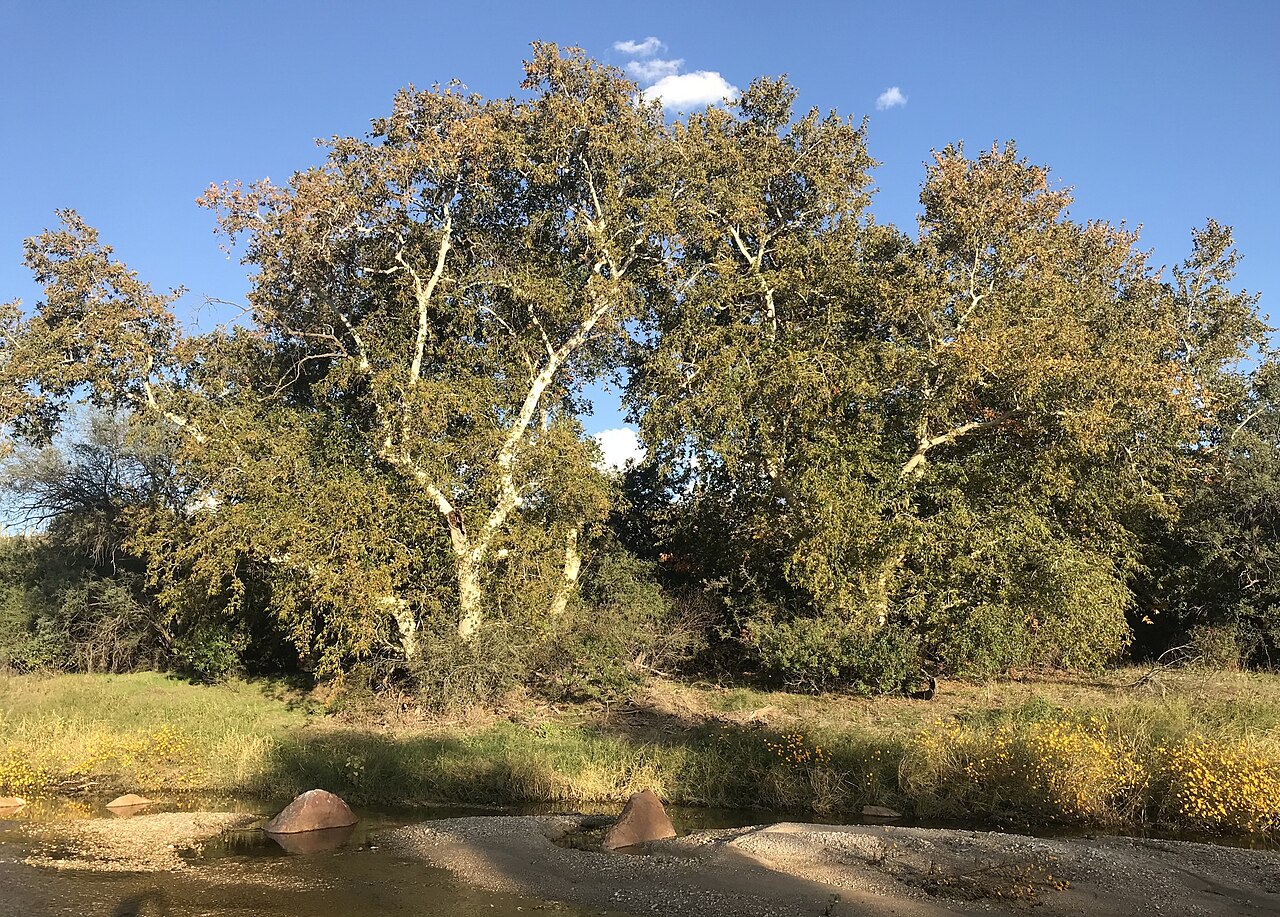 Arizona Sycamore (Platanus wrightii) - PlantNative.org Arizona sycamore (Platanus wrightii) growing along a desert creek with its characteristic multiple whitish trunks