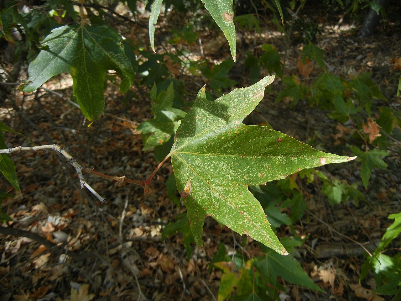 Arizona Sycamore (Platanus wrightii) - PlantNative.org Deeply lobed Arizona sycamore leaf with narrow pointed lobes extending more than halfway to the leaf base