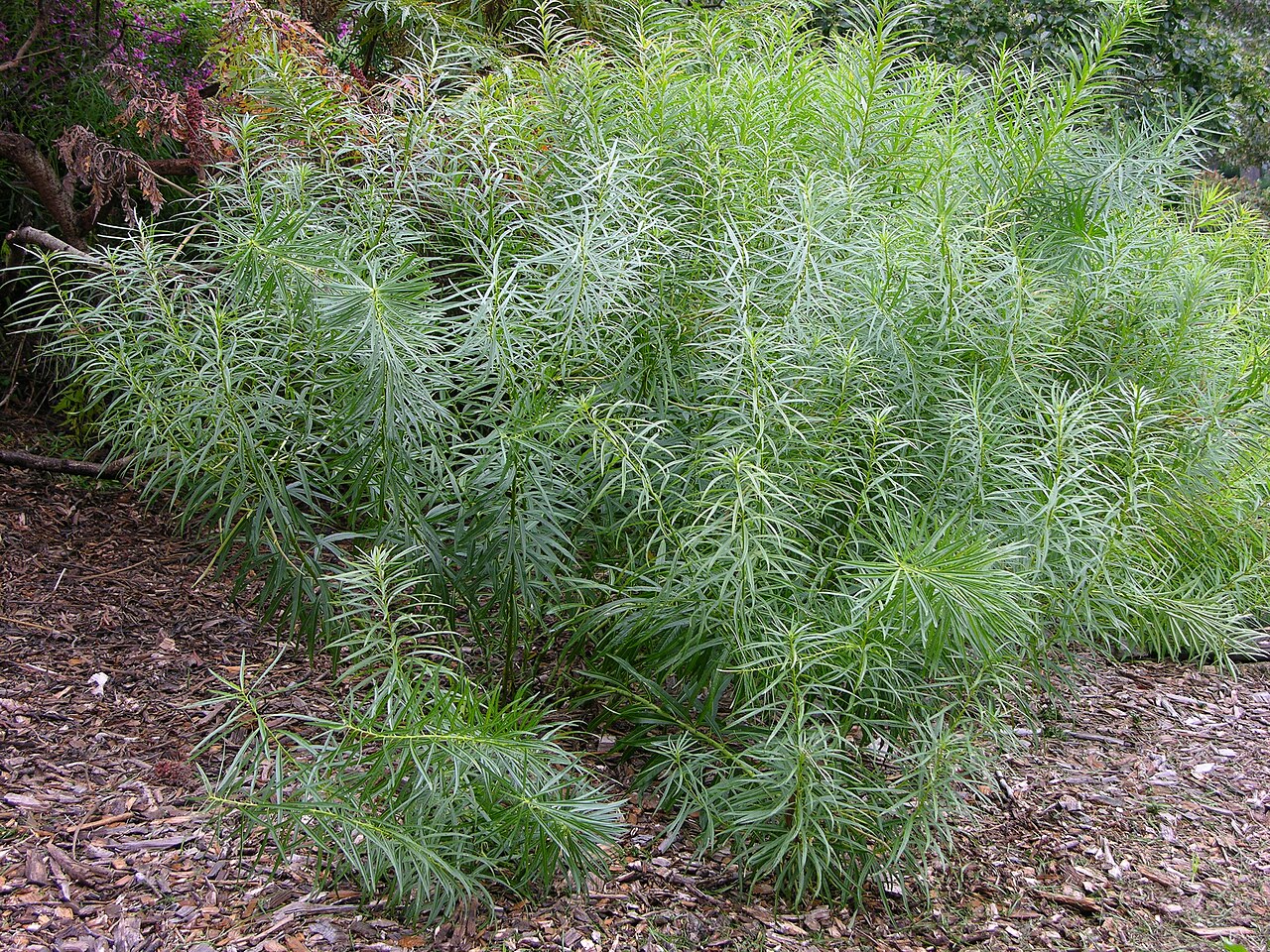 Arkansas Blue Star (Amsonia hubrichtii) - PlantNative.org Whole Arkansas blue star (Amsonia hubrichtii) clump showing its rounded, fine-textured growth habit