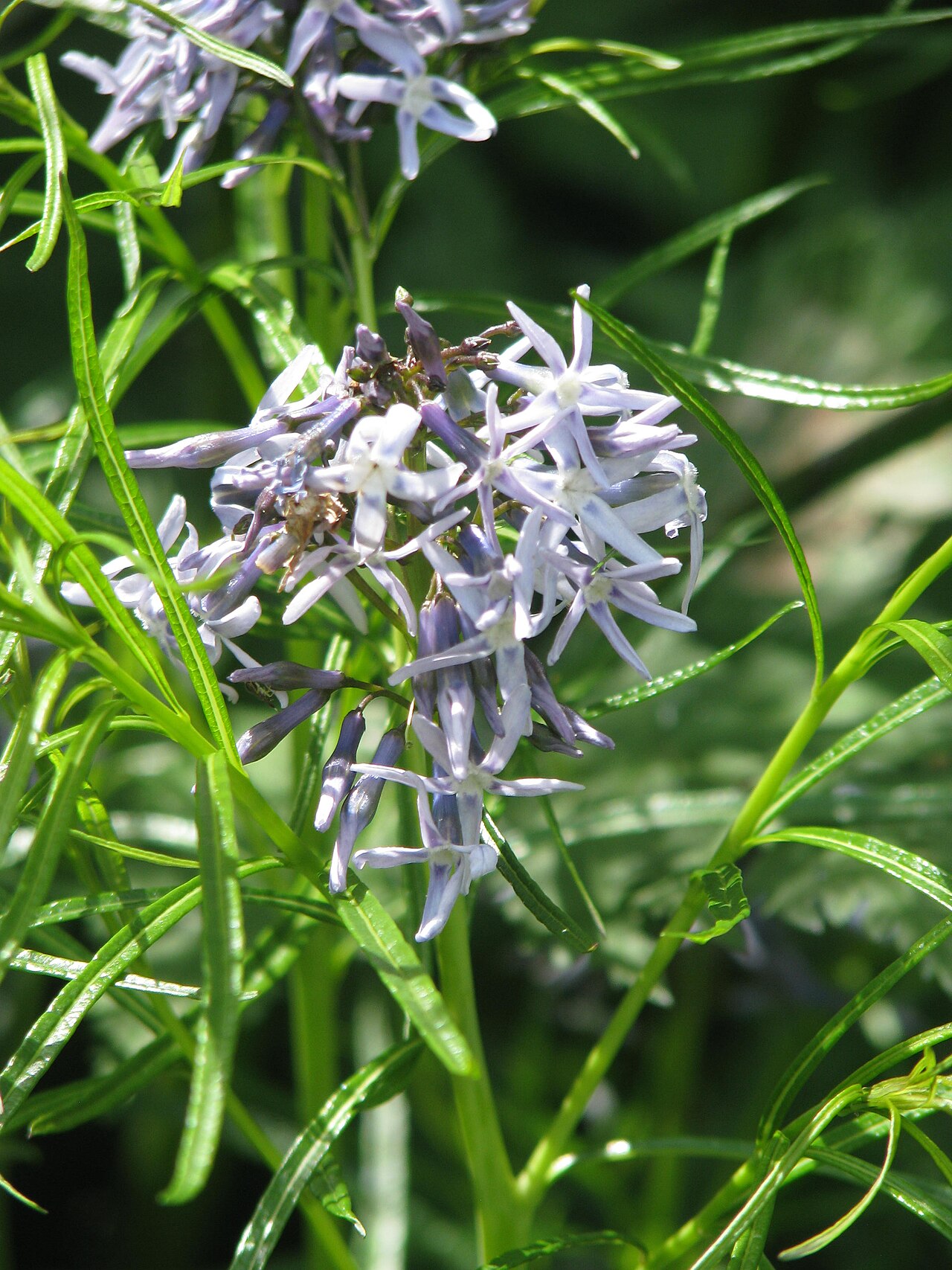 Arkansas Blue Star (Amsonia hubrichtii) - PlantNative.org Arkansas blue star (Amsonia hubrichtii) clump with pale blue star-shaped flowers and fine, thread-like foliage