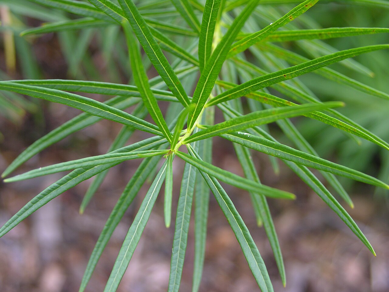 Arkansas Blue Star (Amsonia hubrichtii) - PlantNative.org Close-up of Arkansas blue star (Amsonia hubrichtii) thread-like needle leaves