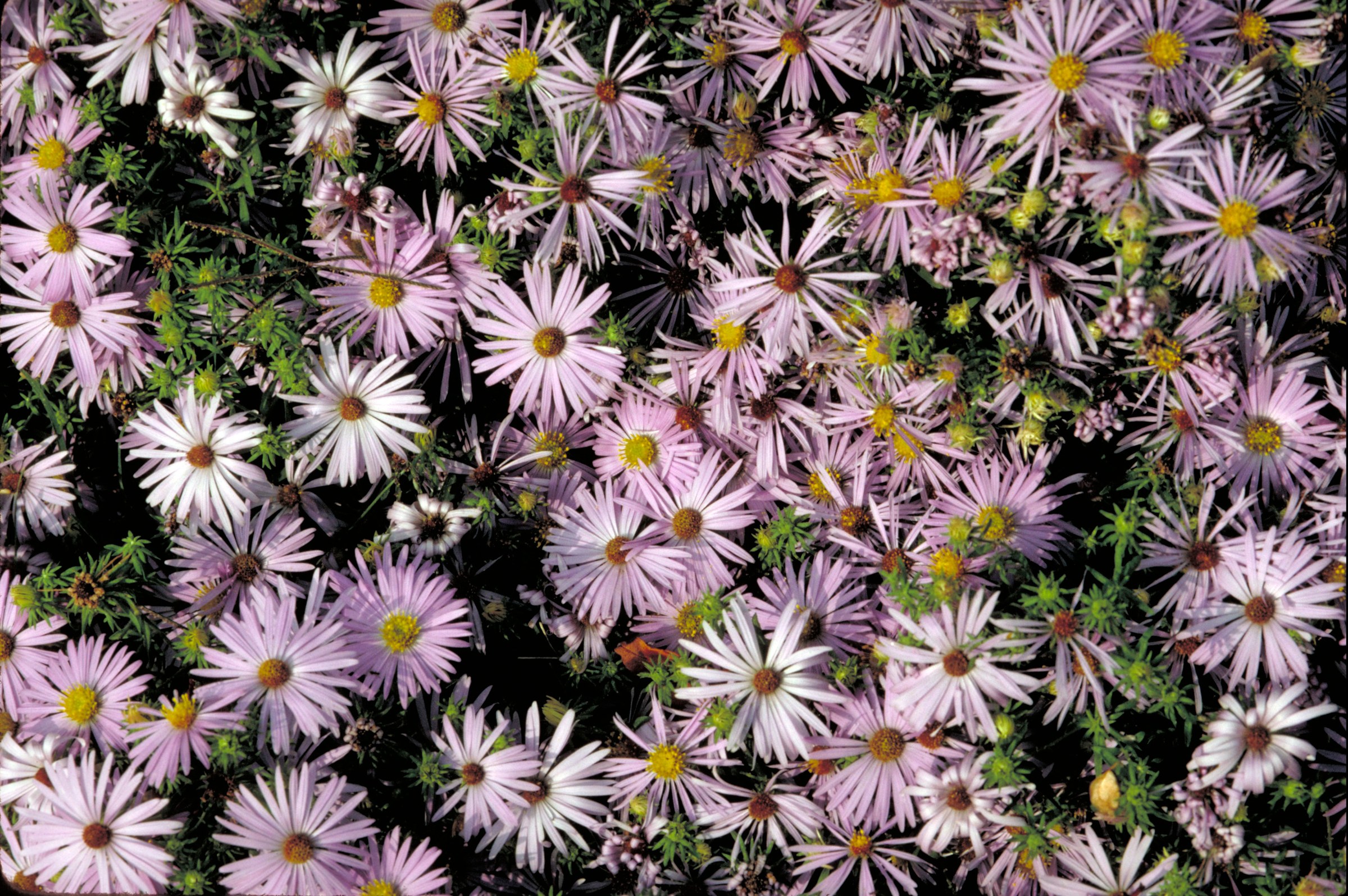 Dense mass of aromatic aster flowers in pale lavender and pink shades with yellow centers