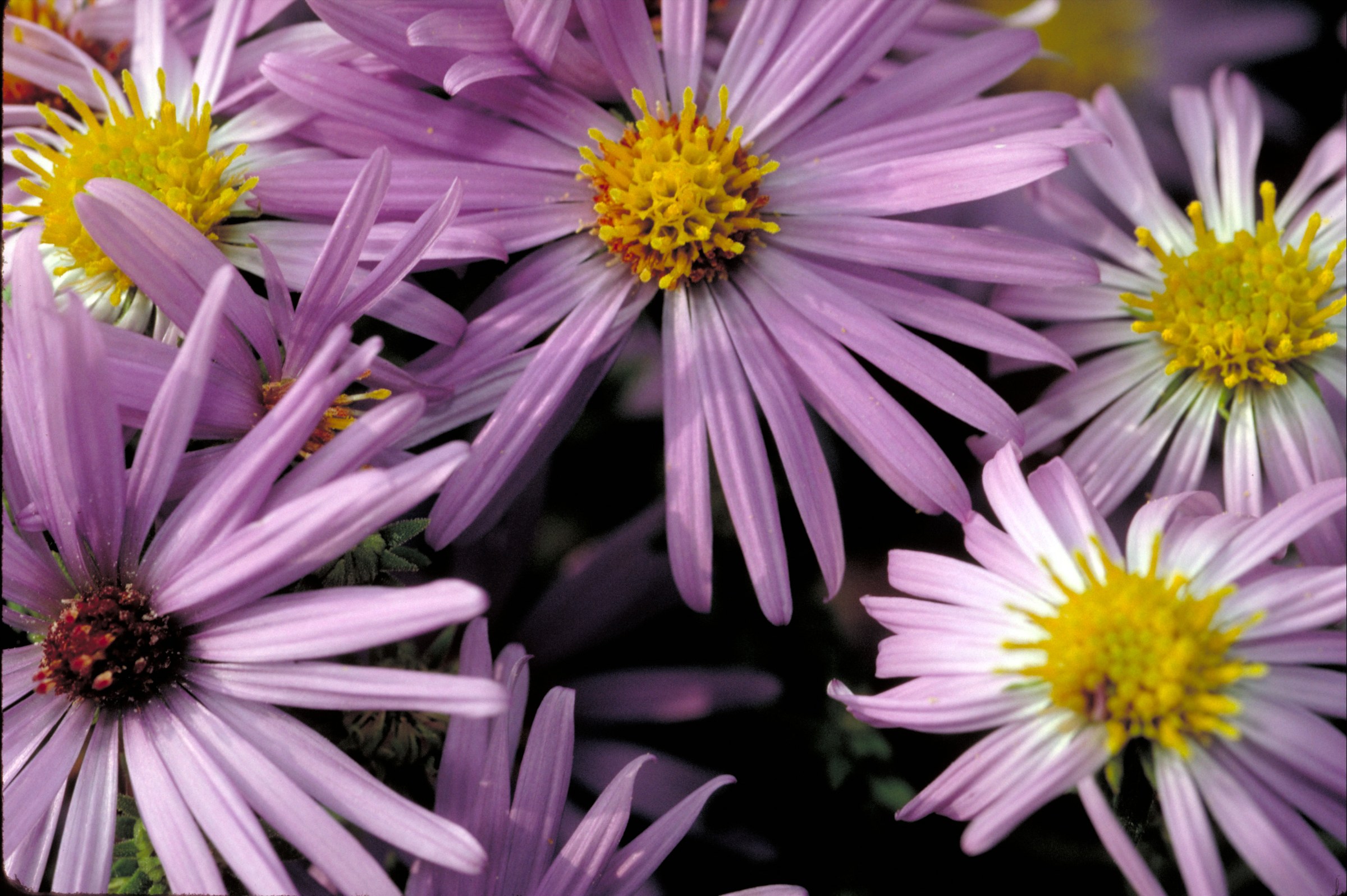 Aromatic aster (Symphyotrichum oblongifolium) cluster of lavender-purple flowers with golden-yellow centers