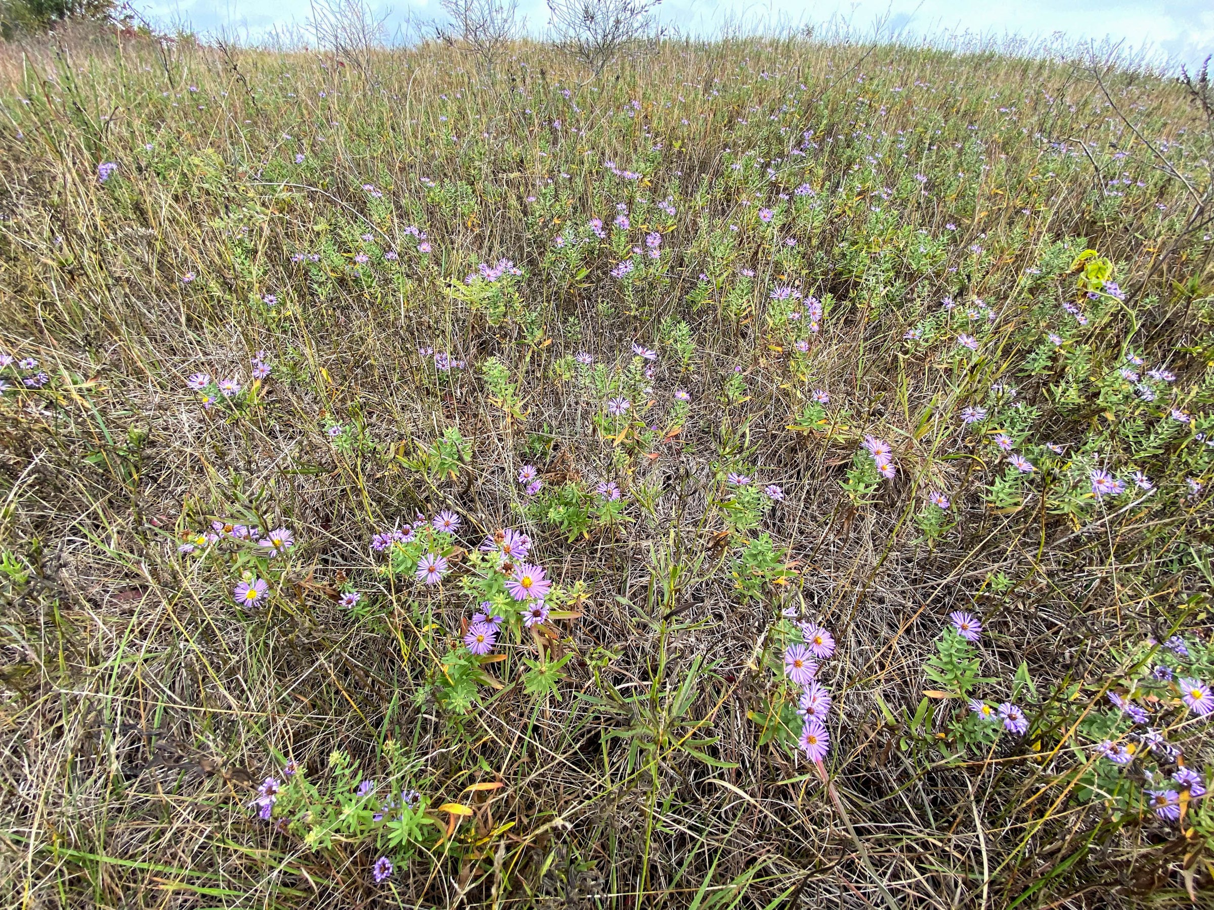 Aromatic aster plants blooming in a tallgrass prairie habitat among native grasses