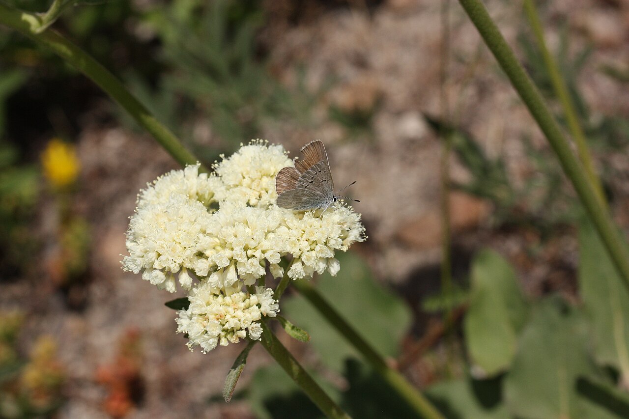 Arrowleaf Buckwheat (Eriogonum compositum) - PlantNative.org A small gray and brown butterfly, a Boisduval's blue, resting on arrowleaf buckwheat's cream-white flower cluster