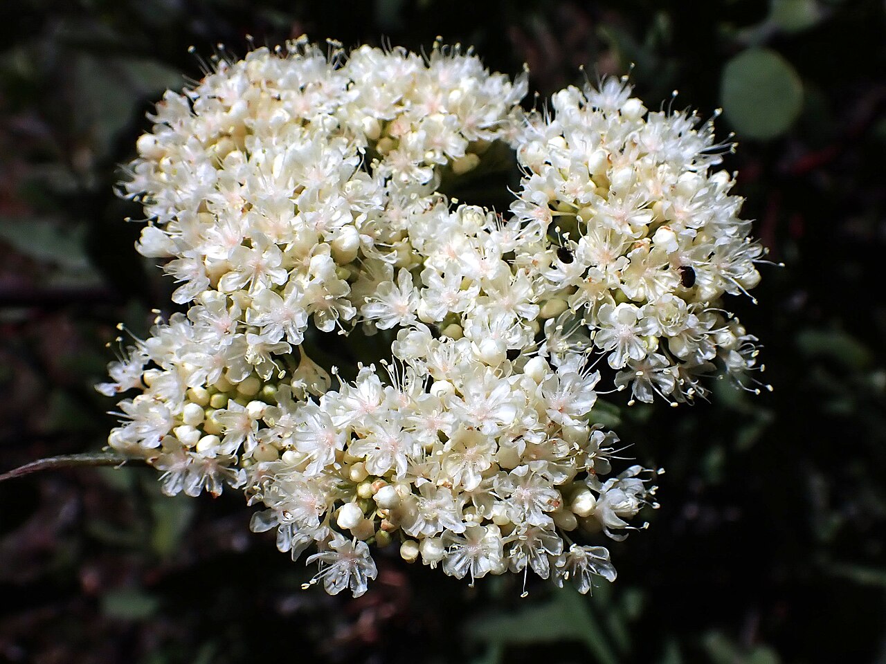 Arrowleaf Buckwheat (Eriogonum compositum) - PlantNative.org Close-up of a cream-white arrowleaf buckwheat flower cluster showing many small individual flowers
