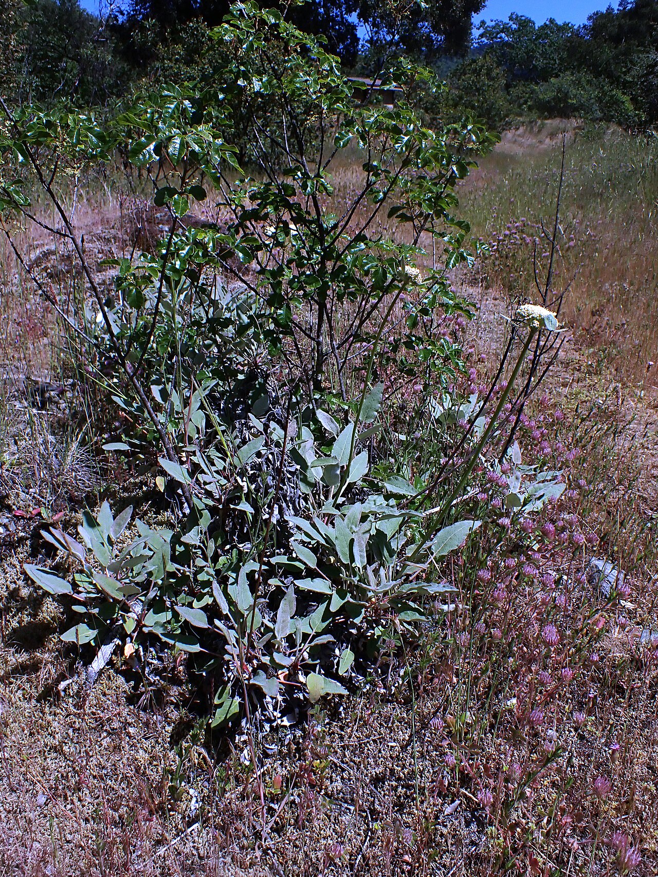 Arrowleaf Buckwheat (Eriogonum compositum) - PlantNative.org Arrowleaf buckwheat (Eriogonum compositum) basal rosette of gray-green arrow-shaped leaves with tall flowering stems topped by cream-white flower clusters
