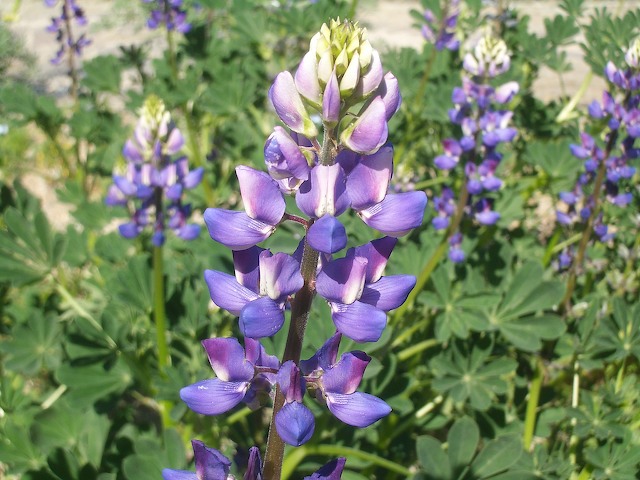 Arroyo Lupine (Lupinus succulentus) - PlantNative.org Arroyo lupine flower spike showing whorled purple-blue flowers with pale upper petals, growing among other lupines