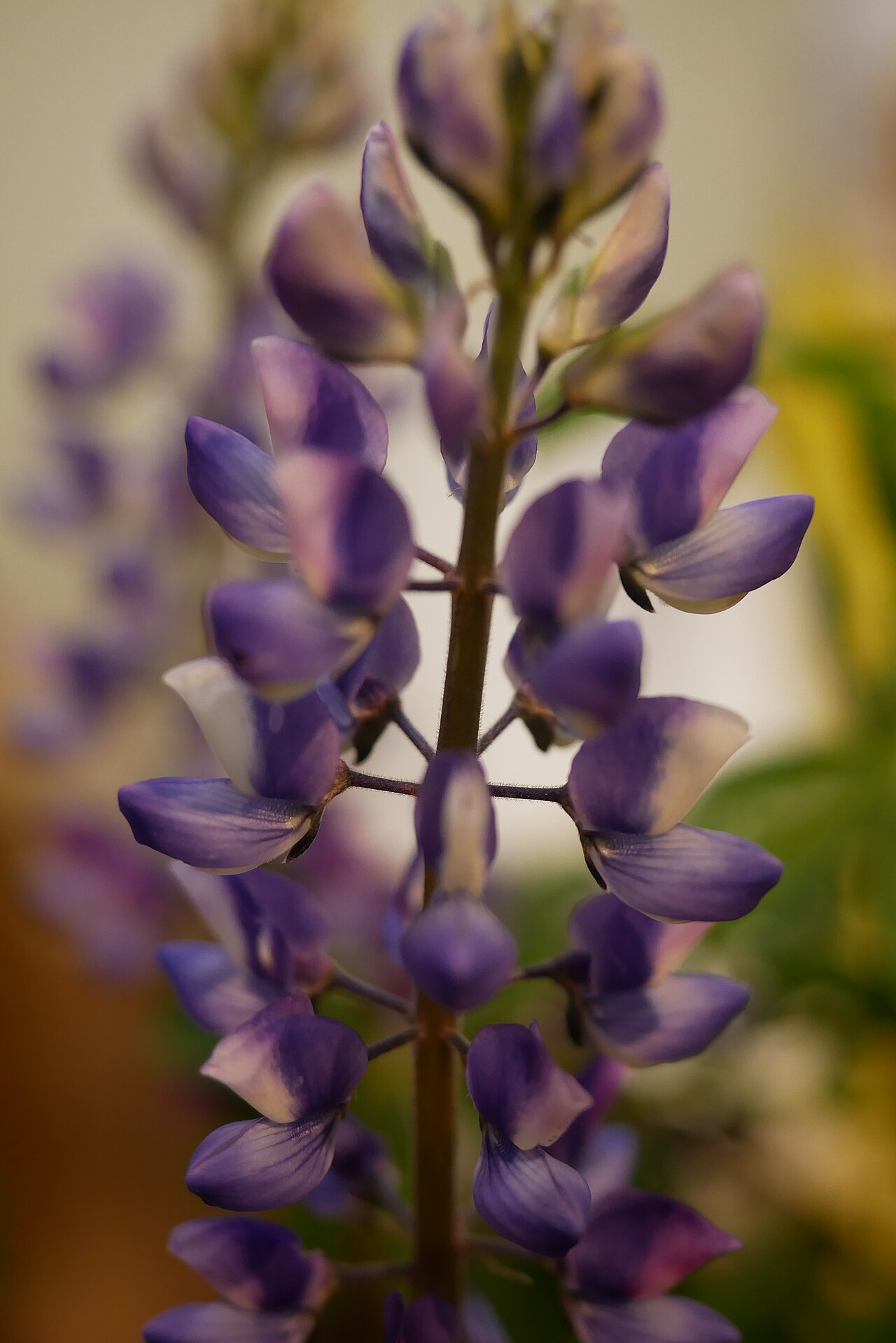 Arroyo Lupine (Lupinus succulentus) - PlantNative.org Tall spike of arroyo lupine (Lupinus succulentus) with dense purple-blue pea flowers