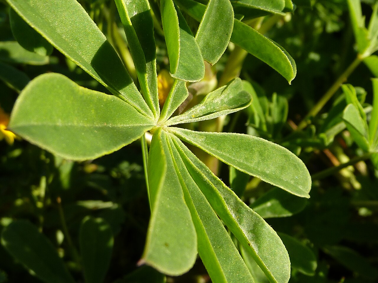 Arroyo Lupine (Lupinus succulentus) - PlantNative.org Close-up of arroyo lupine's thick, glossy, succulent palmate leaflets