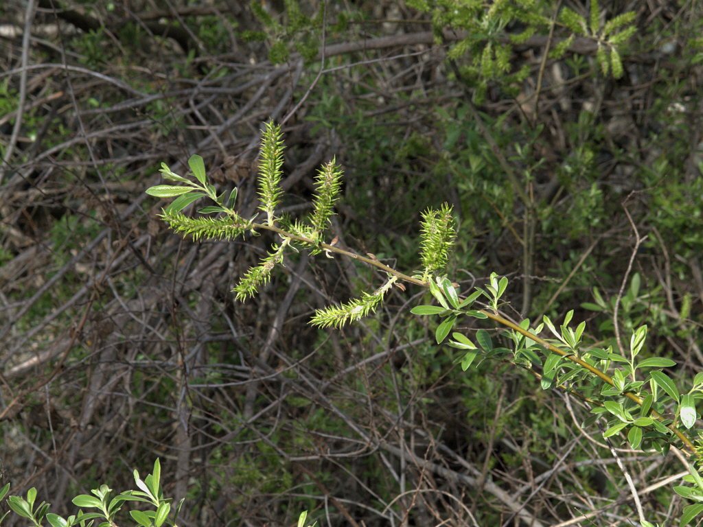 Arroyo Willow (Salix lasiolepis) - PlantNative.org Branch of arroyo willow (Salix lasiolepis) with emerging catkins and young leaves growing among streamside shrubs