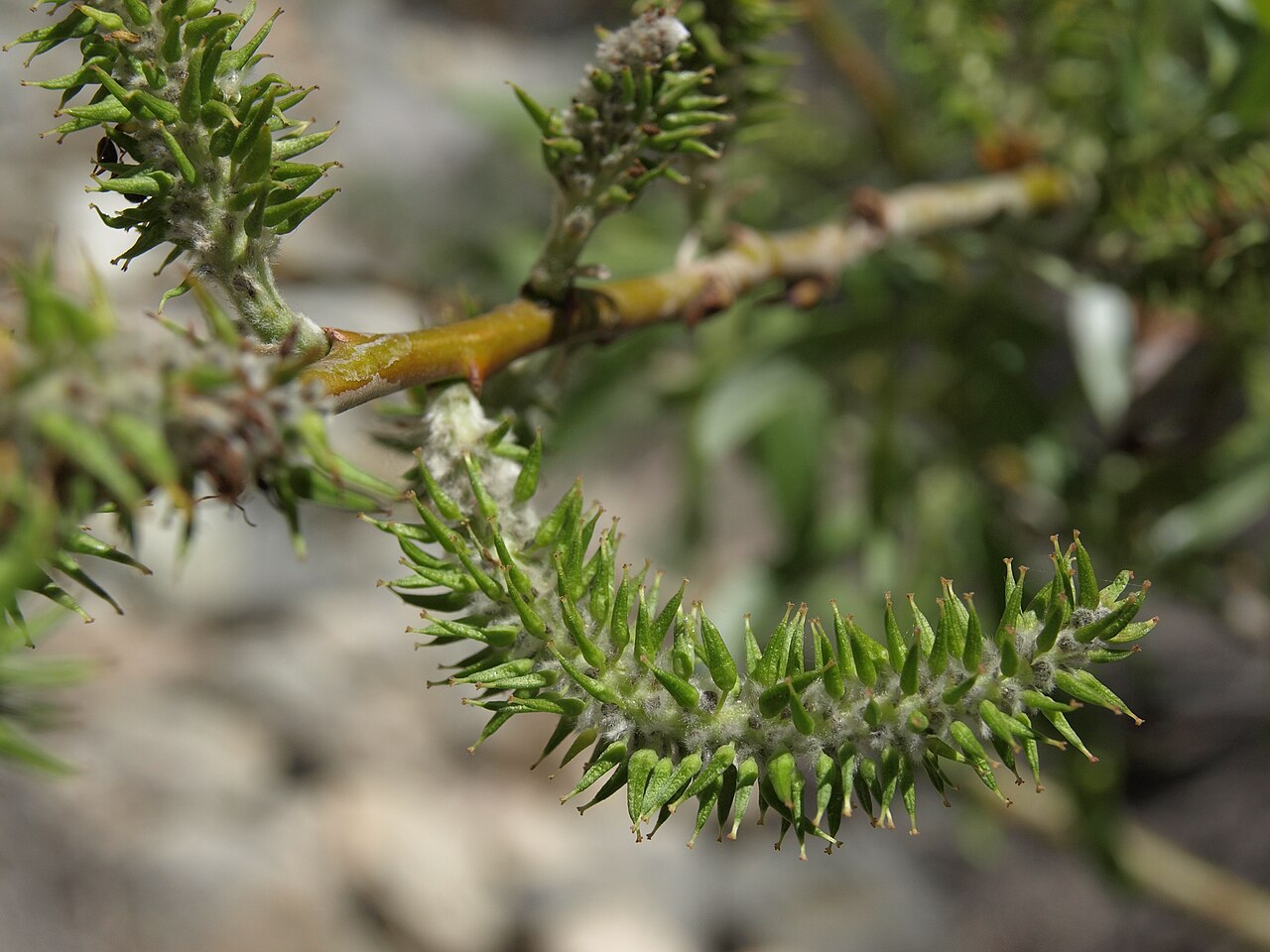 Arroyo Willow (Salix lasiolepis) - PlantNative.org Close-up of a fuzzy green arroyo willow (Salix lasiolepis) catkin emerging on a branch