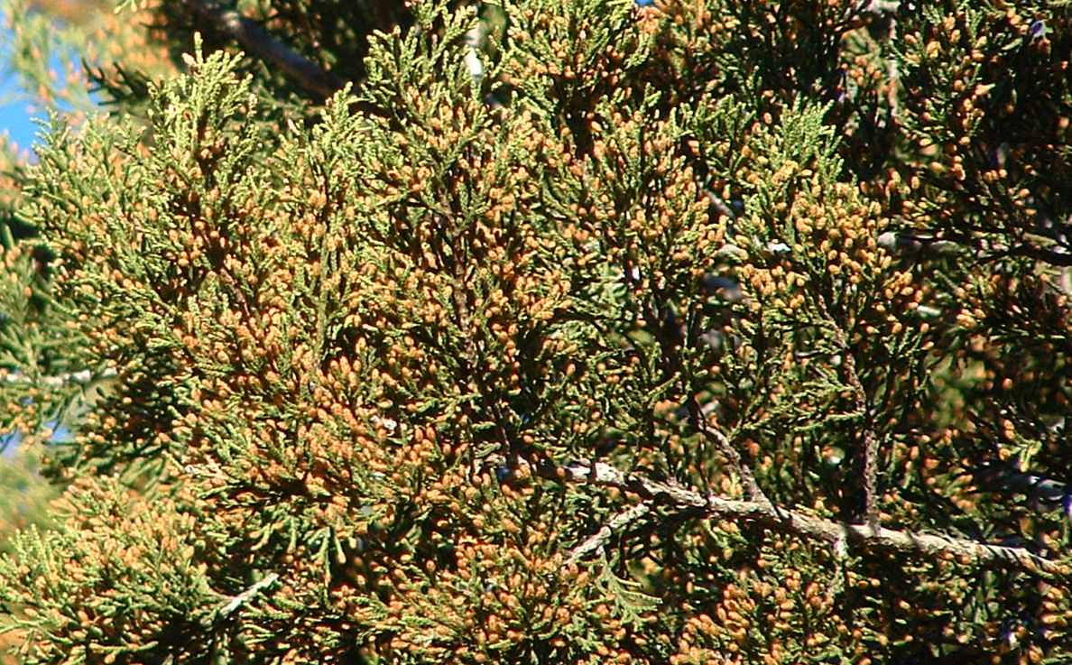 Ashe Juniper (Juniperus ashei) - PlantNative.org Close-up of Ashe Juniper (Juniperus ashei) scale-like blue-green foliage with golden-brown male pollen cones
