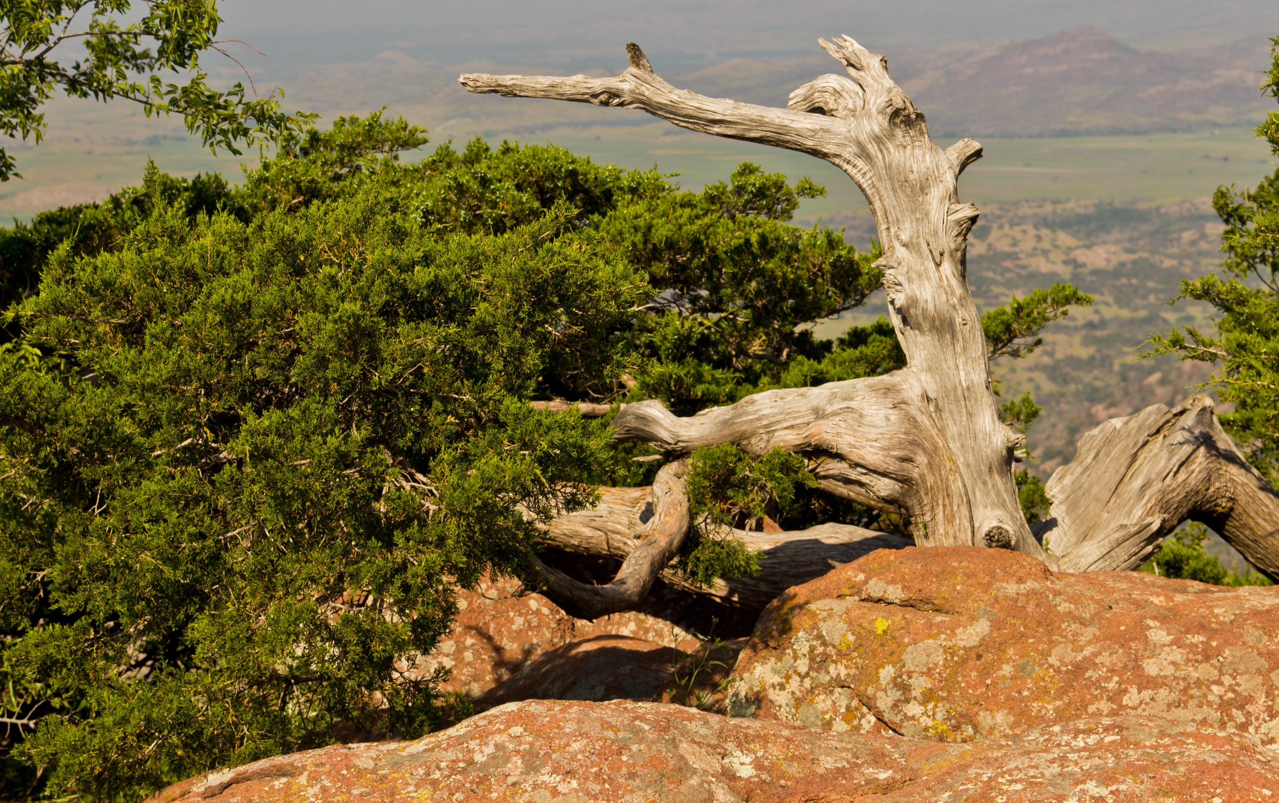Ashe Juniper (Juniperus ashei) - PlantNative.org Ashe Juniper (Juniperus ashei) growing among limestone rock outcrops in the Wichita Mountains, Oklahoma