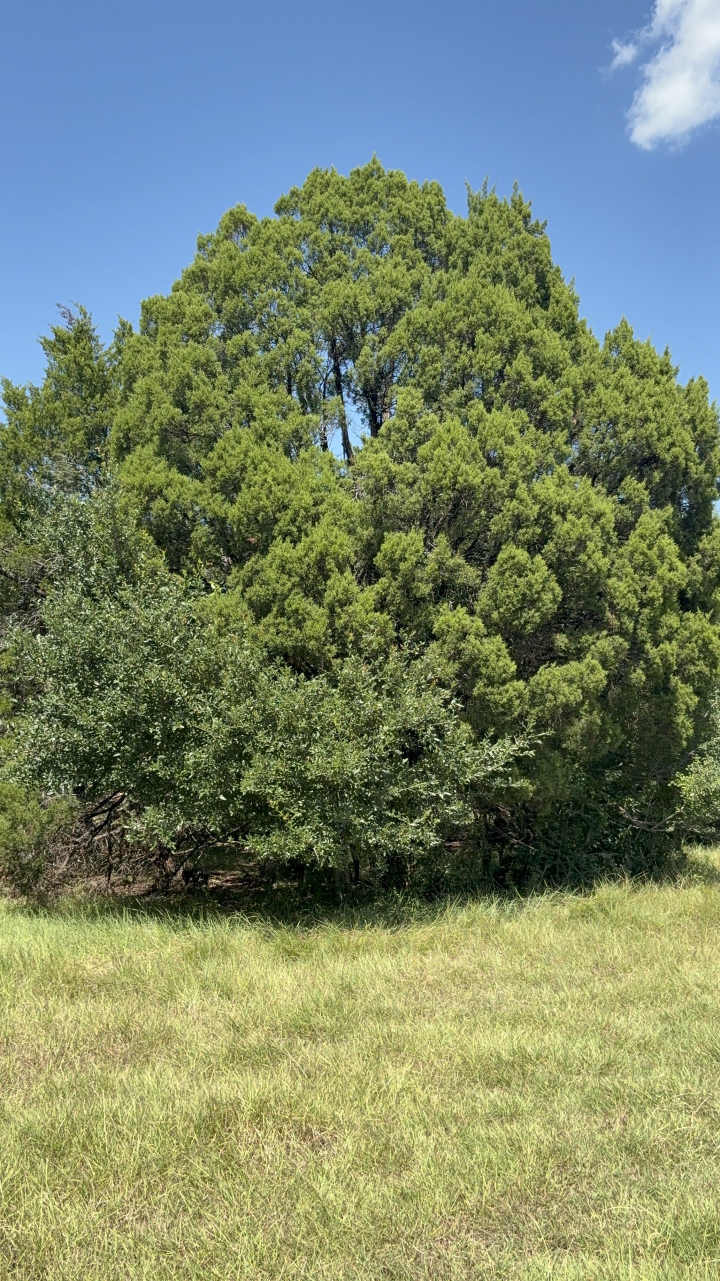 Ashe Juniper (Juniperus ashei) - PlantNative.org Mature Ashe Juniper (Juniperus ashei) tree with dense pyramidal crown of blue-green foliage in a Central Texas pasture