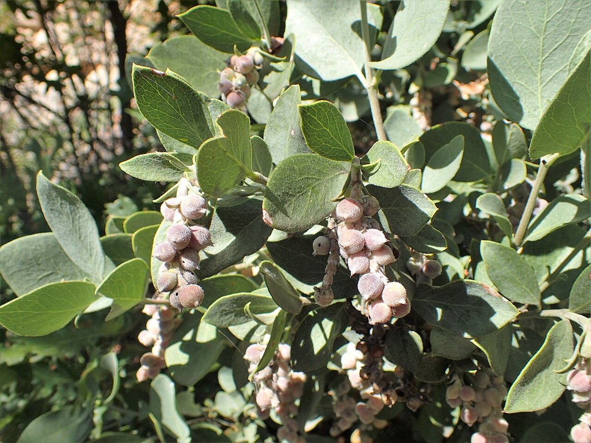 Ashy Silktassel (Garrya flavescens) - PlantNative.org Clusters of round purple-gray berry-like fruit on ashy silktassel (Garrya flavescens) among leathery gray-green leaves