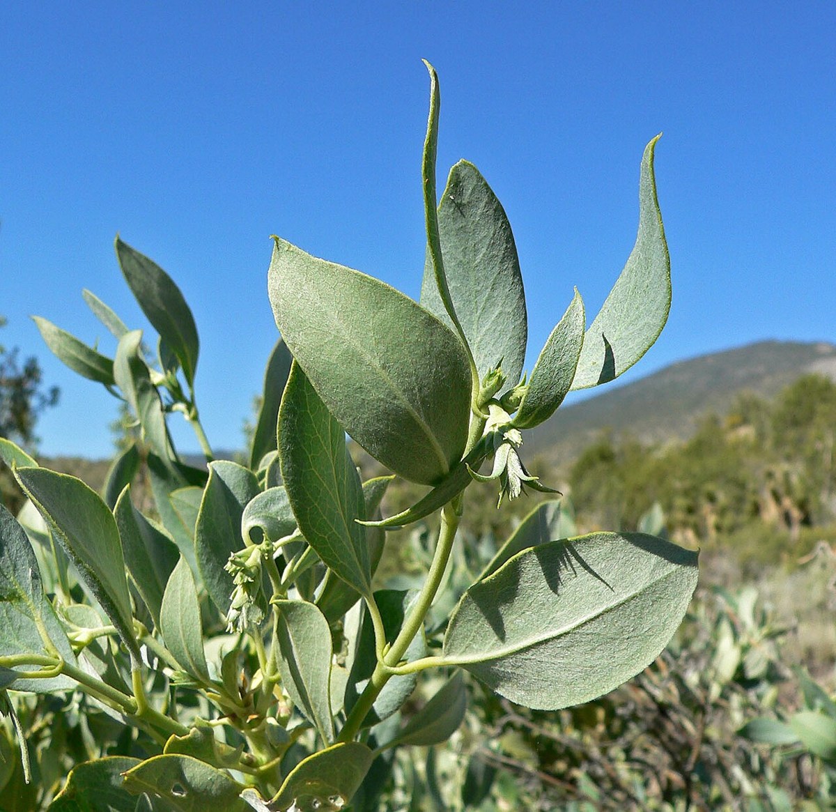 Ashy Silktassel (Garrya flavescens) - PlantNative.org New growth and small flower buds on an ashy silktassel (Garrya flavescens) branch tip against a blue sky