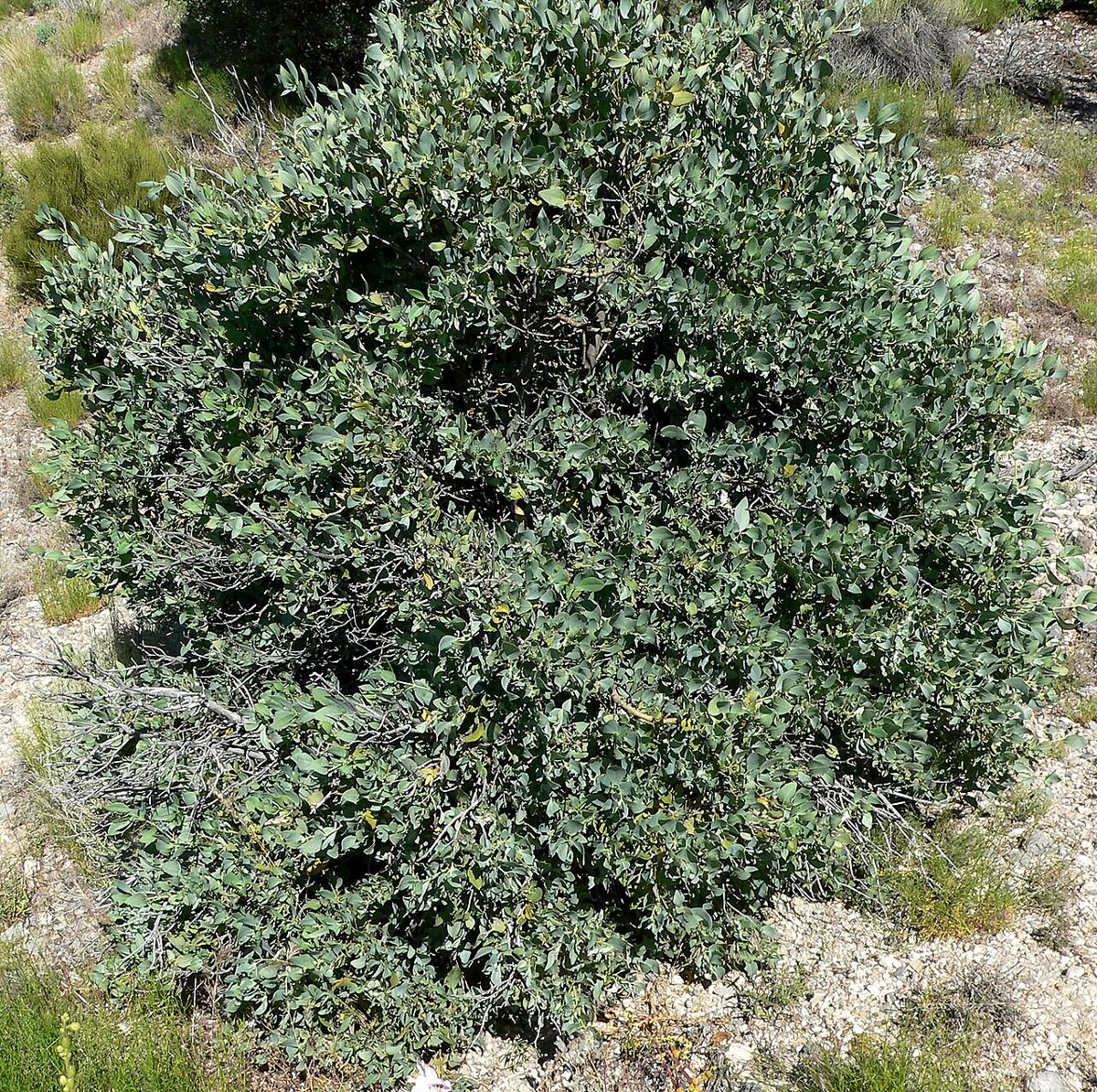 Ashy Silktassel (Garrya flavescens) - PlantNative.org Rounded mound-shaped ashy silktassel (Garrya flavescens) shrub growing on a gravelly desert slope
