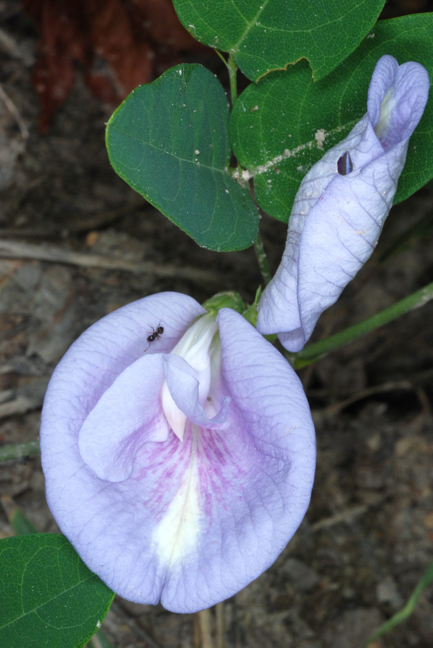 Atlantic Pigeonwings (Clitoria mariana) - PlantNative.org Close-up of an Atlantic pigeonwings (Clitoria mariana) flower showing the upright lavender-pink banner petal with darker purple veining