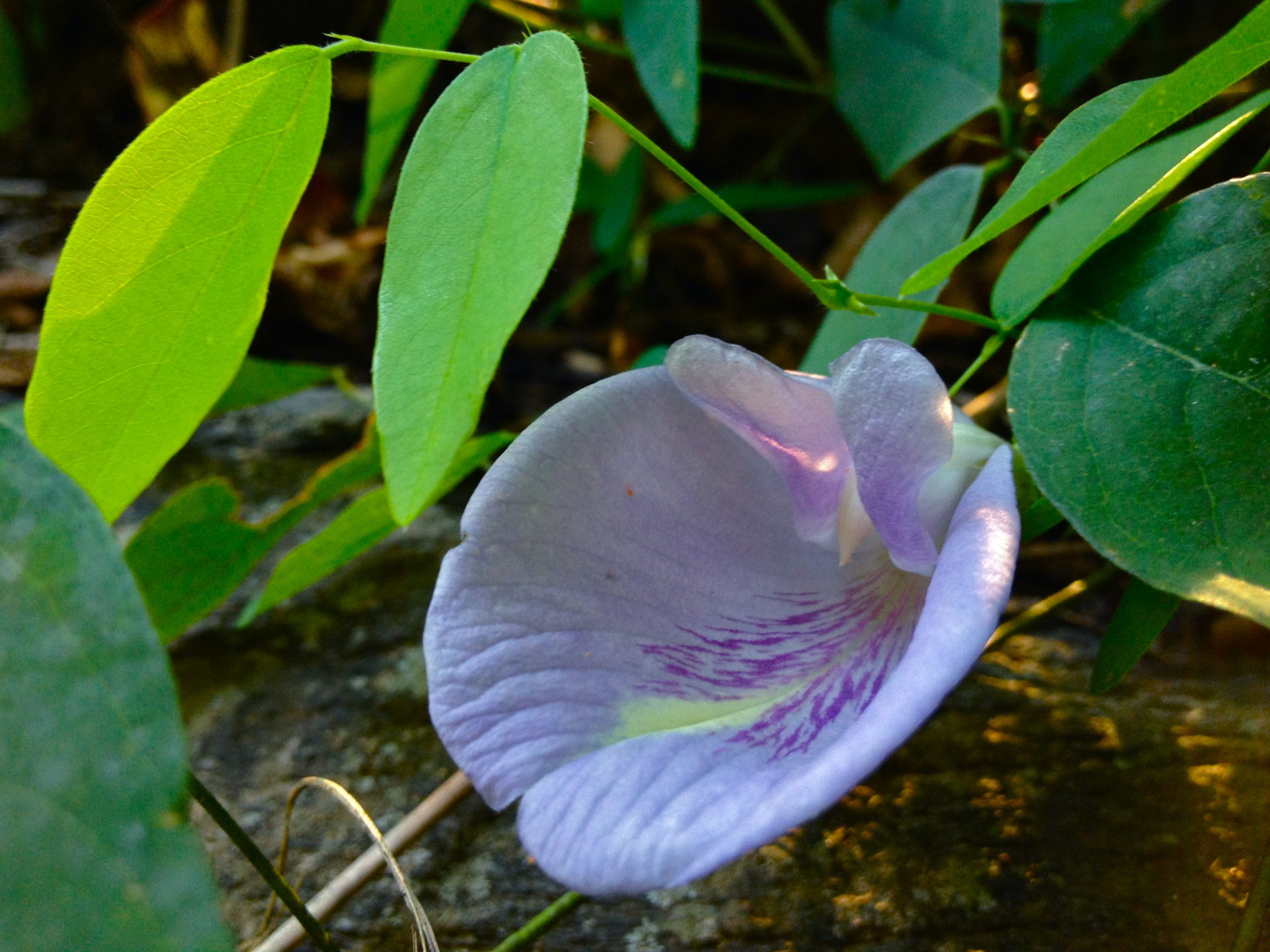 Atlantic Pigeonwings (Clitoria mariana) - PlantNative.org Atlantic pigeonwings (Clitoria mariana) flower growing low over rock near a stream in open woodland habitat