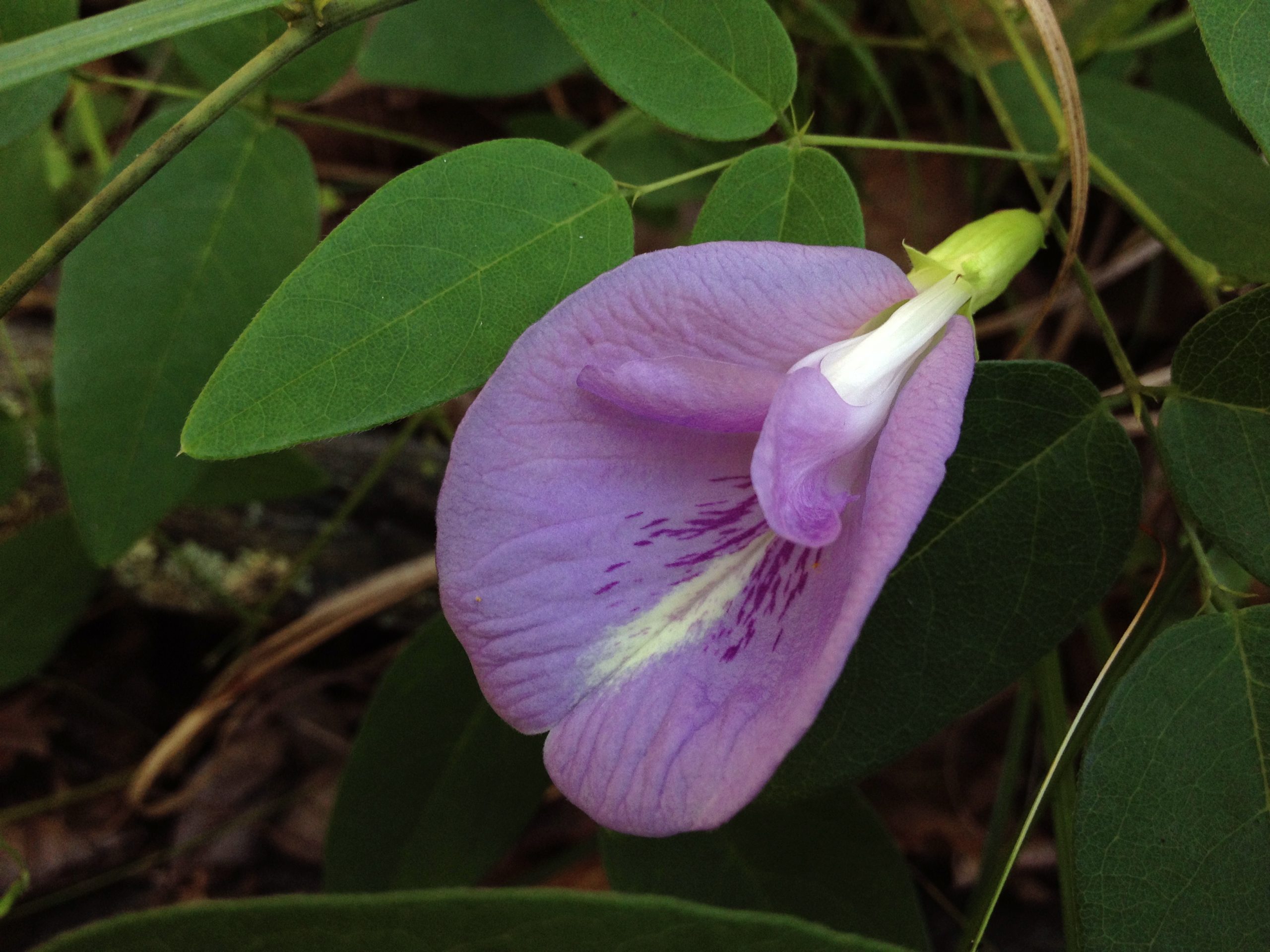 Atlantic Pigeonwings (Clitoria mariana) - PlantNative.org Atlantic pigeonwings (Clitoria mariana) showing a large erect lavender-pink pea-like flower among trifoliate leaves on a twining vine