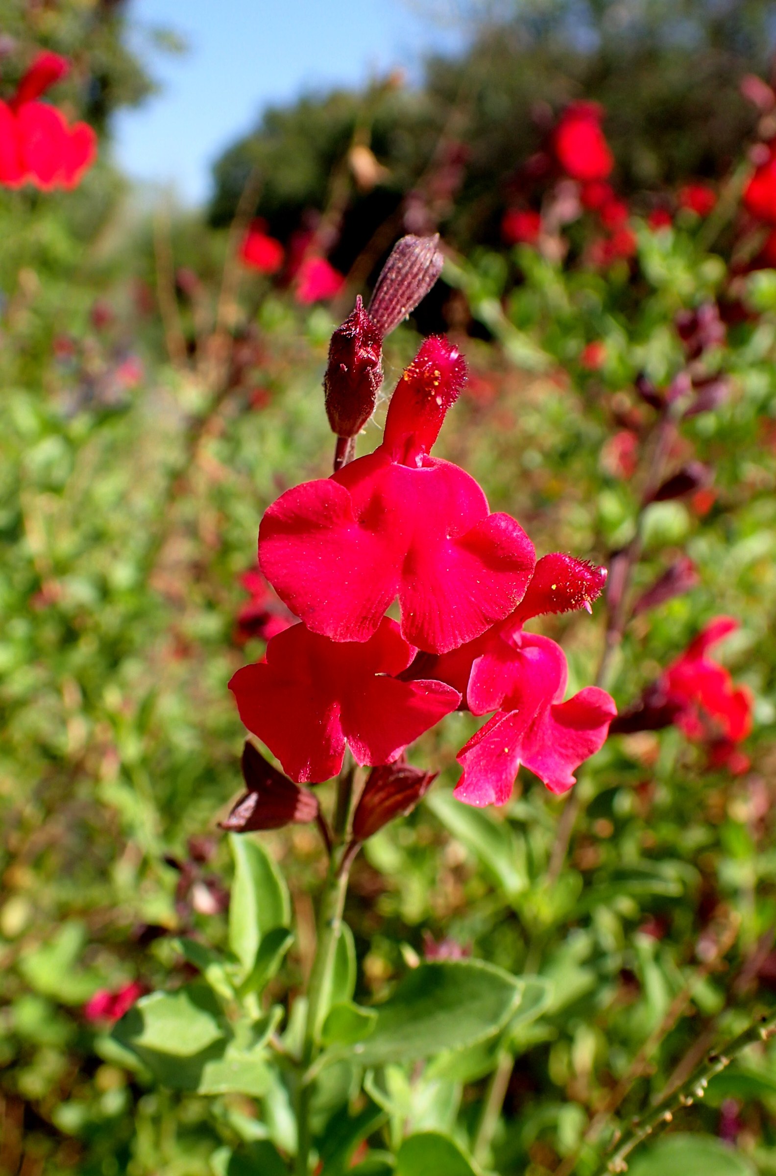 Autumn Sage (Salvia greggii) - PlantNative.org Close-up of red two-lipped tubular flowers of Autumn sage (Salvia greggii) with buds