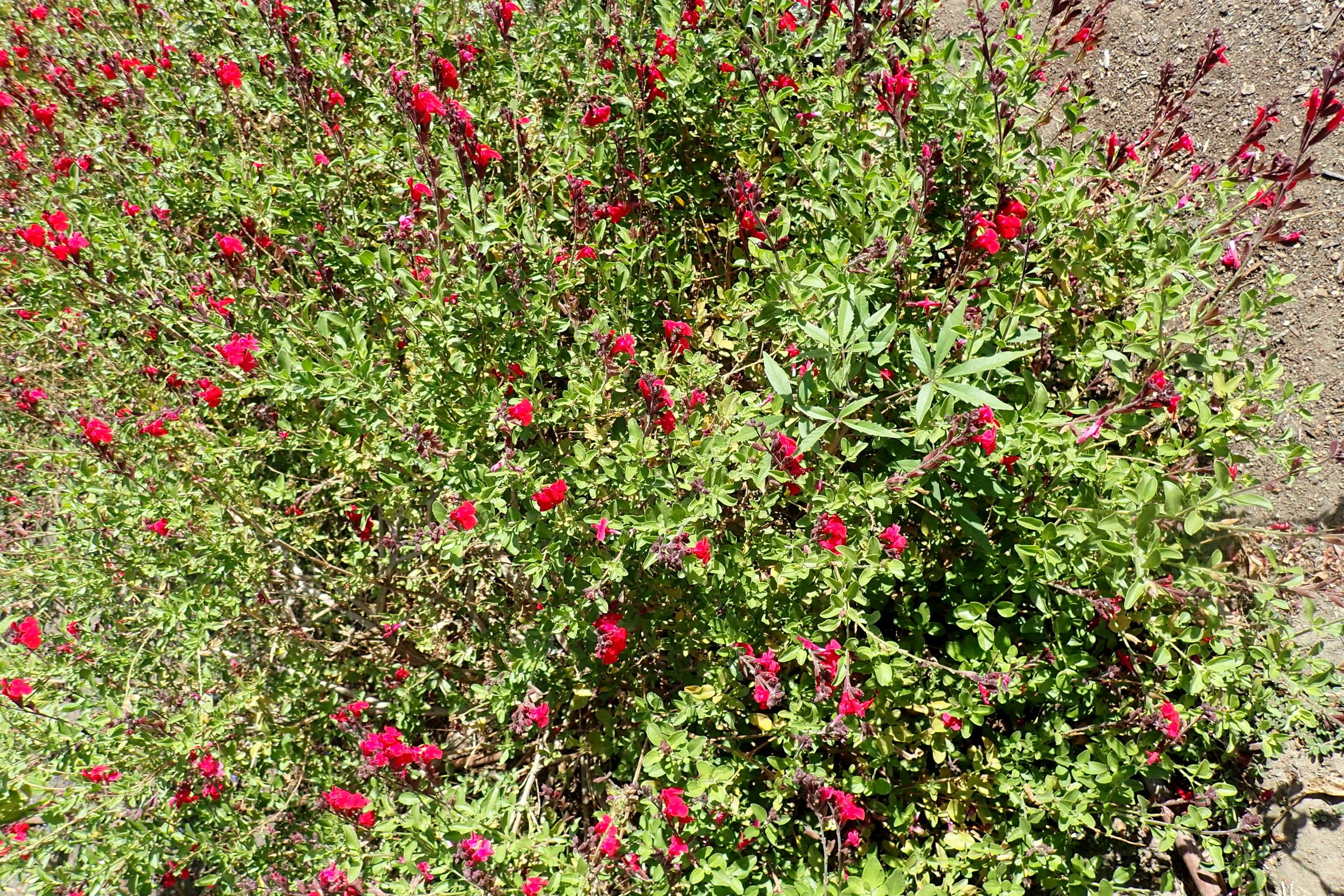 Autumn Sage (Salvia greggii) - PlantNative.org Mounding shrub of Autumn sage (Salvia greggii) covered in small red tubular flowers